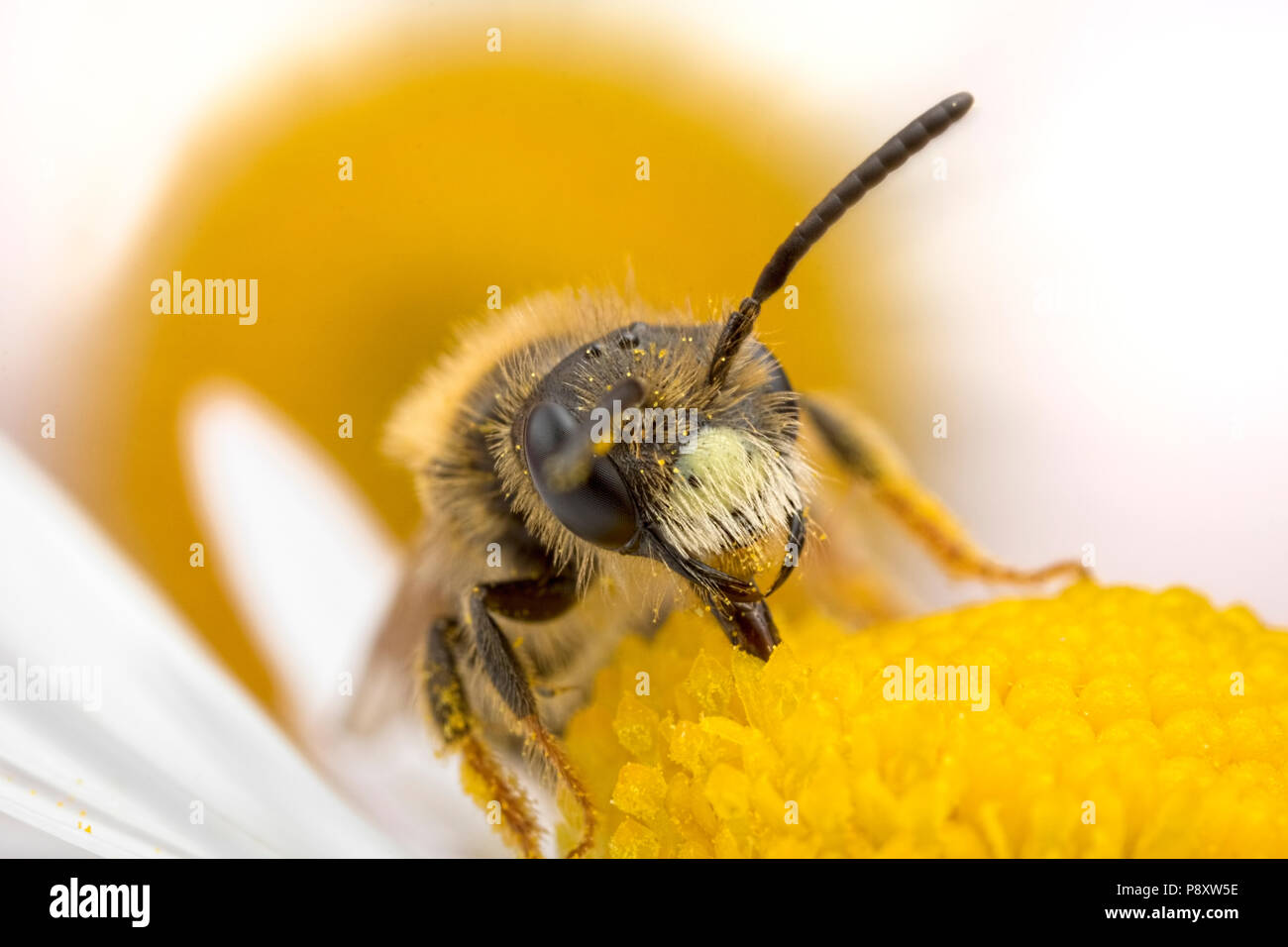Solitary Bee feeding on a Daisy Stock Photo
