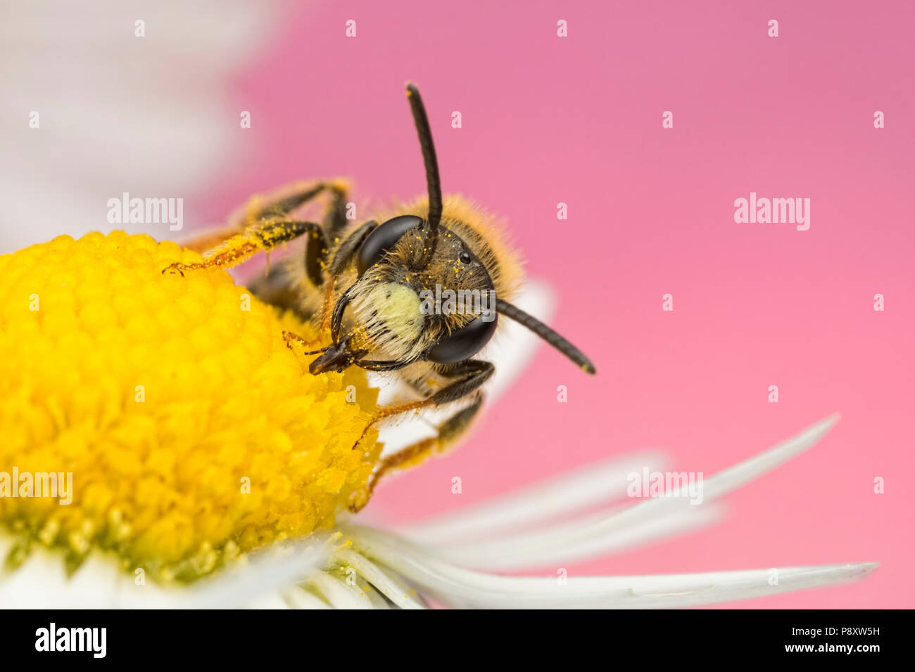 Solitary Bee nectaring on a Daisy Stock Photo