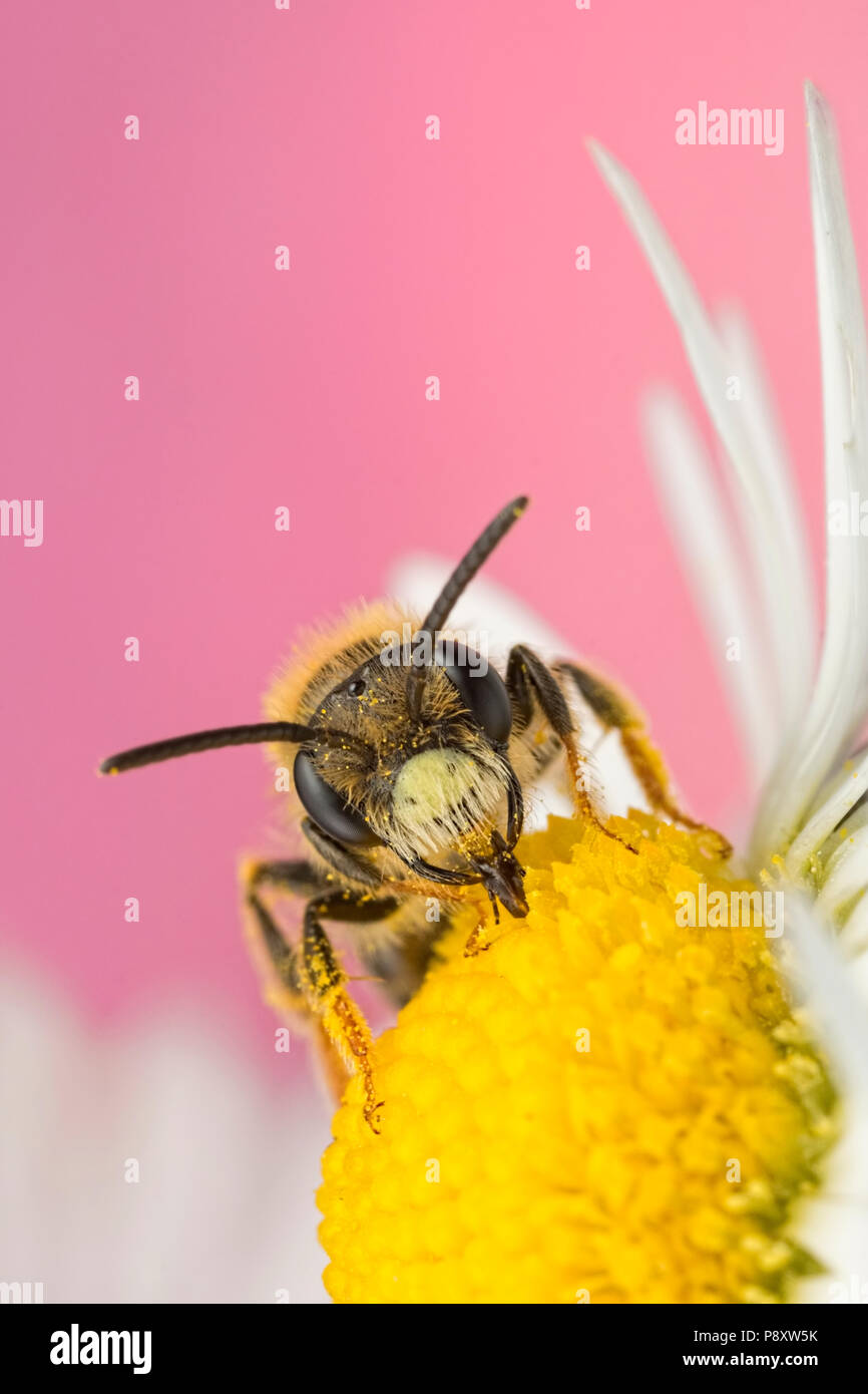 Solitary Bee nectaring on a Daisy flower Stock Photo