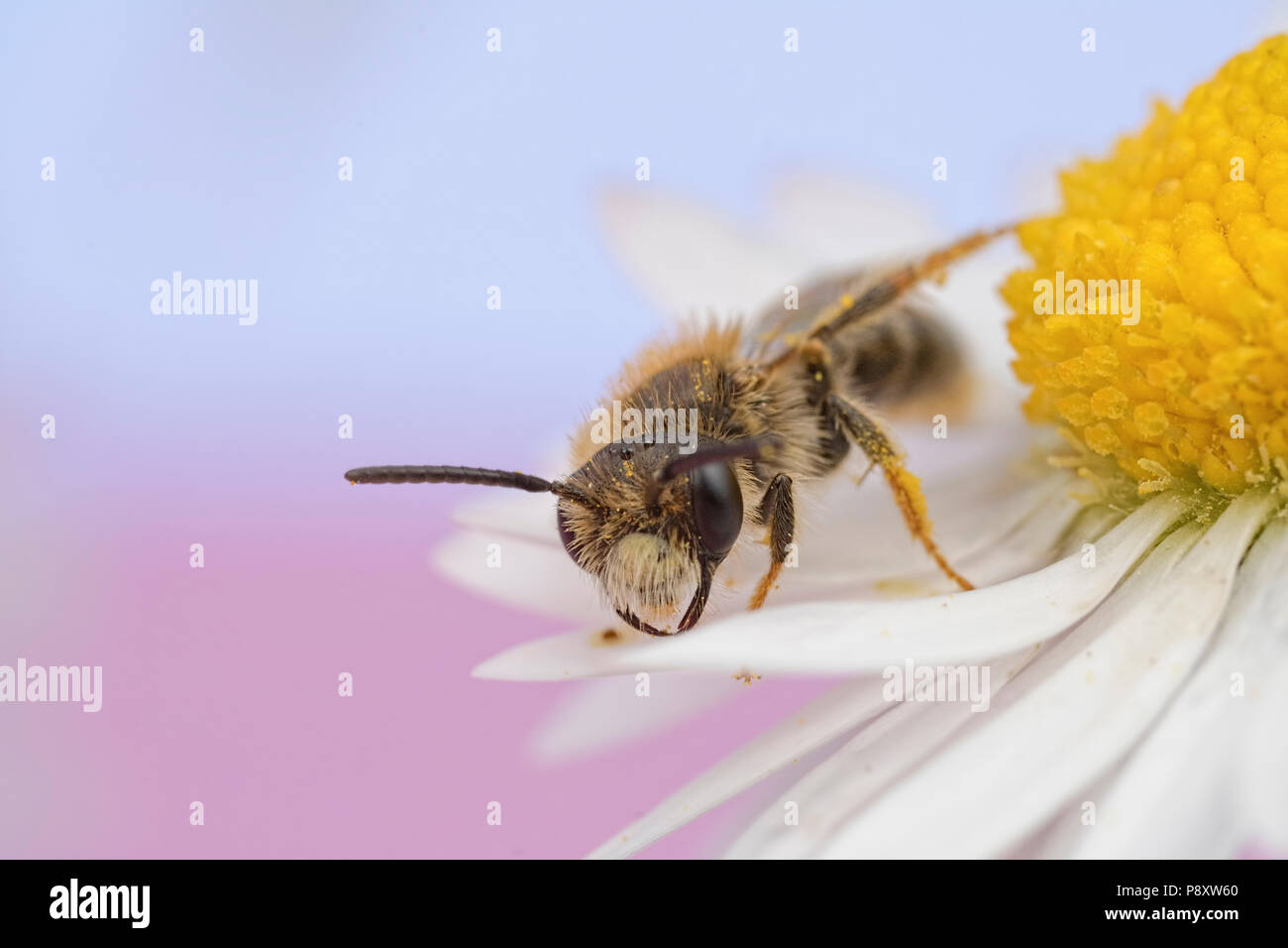 Solitary Bee sleeping on a Daisy. Stock Photo