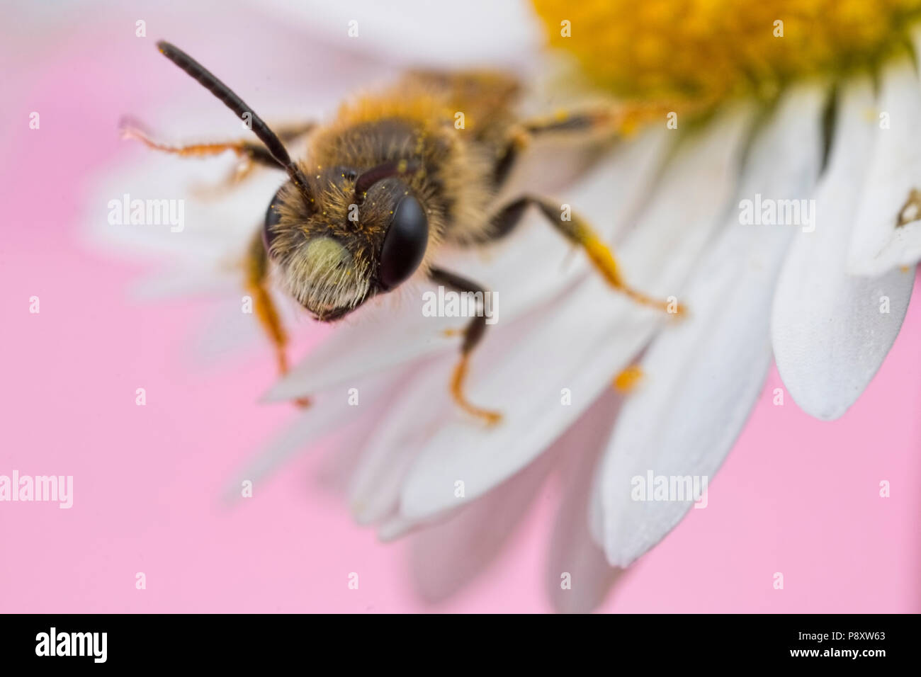 Bee balancing on the petals of a daisy Stock Photo