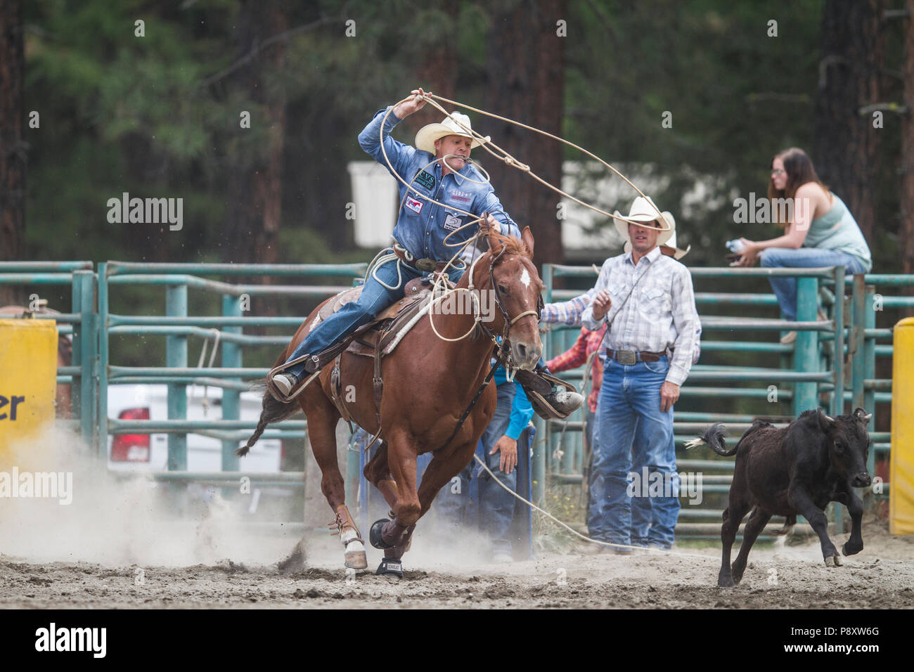 Tie Down Roping Rodeo Man Vs Calf In A Timed Event Exciting Speed As Cowboy Lasso S Fast Moving Calf Cranbrook Canada Stock Photo Alamy