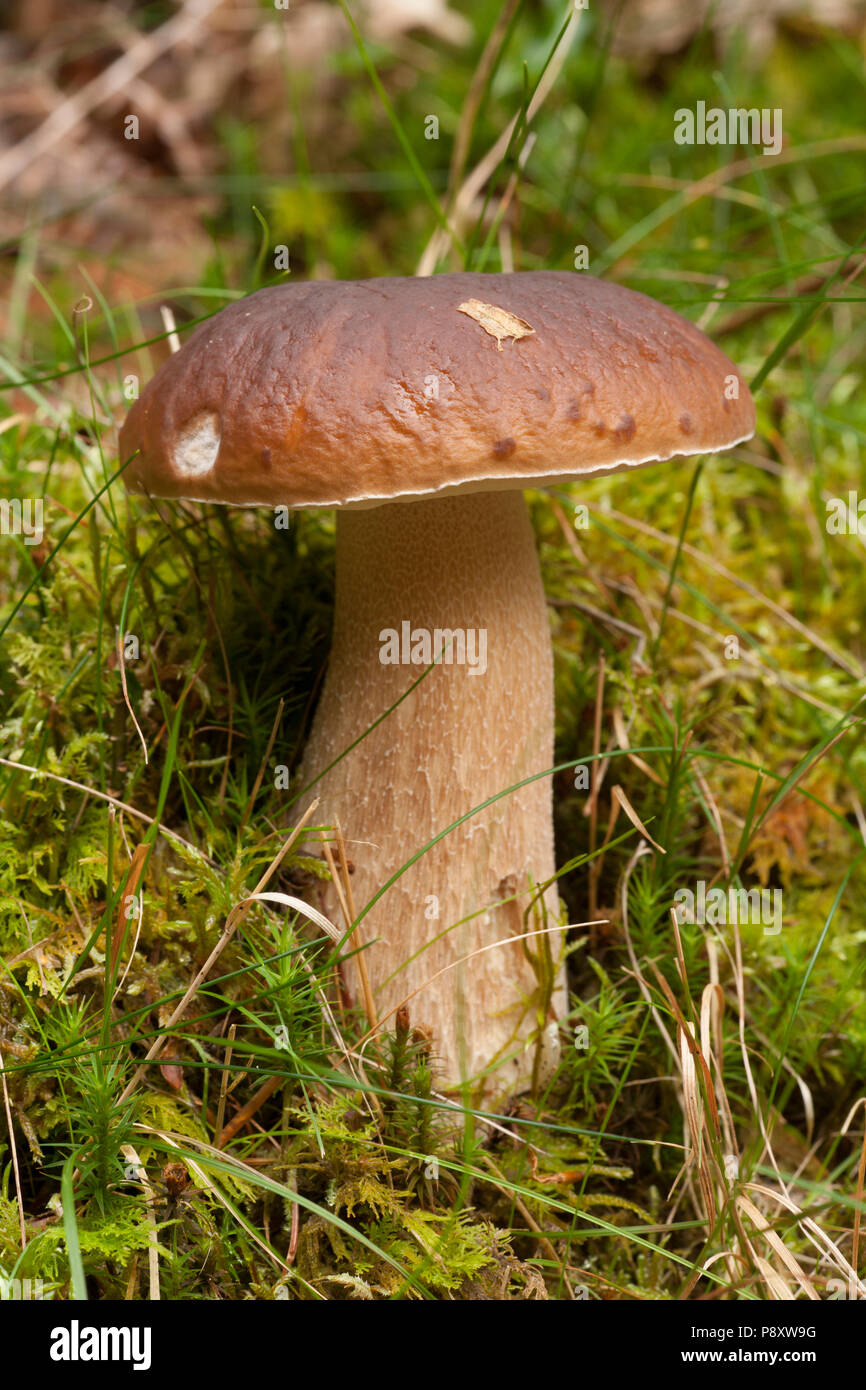 Boletus edulis new forest hi-res stock photography and images - Alamy