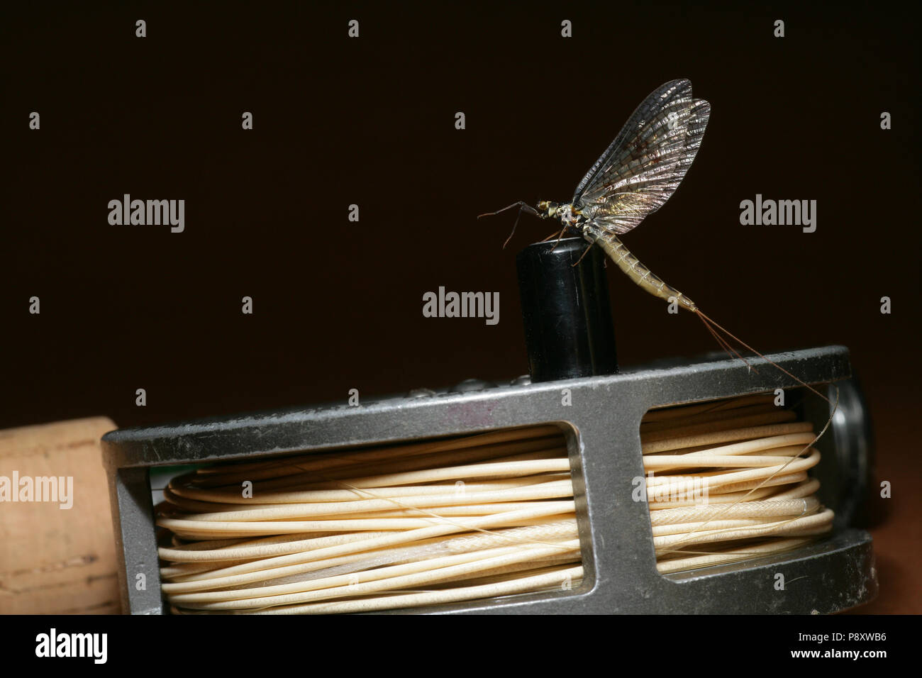 A mayfly, order Ephemeroptera resting on an old Hardy Hydra 31/8 fly fishing reel. Dorset England UK GB. Stock Photo