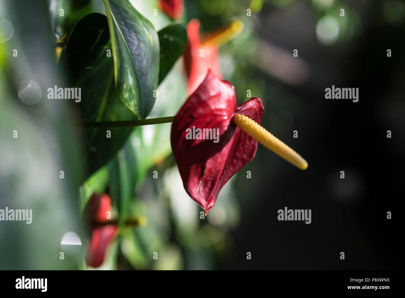 anthurium andraenum plant with red leaf and yellow bud close up Stock Photo