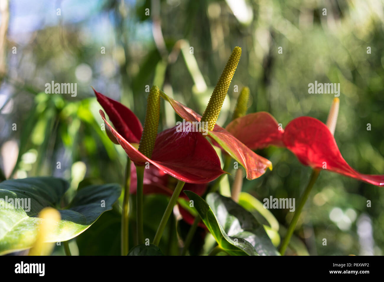 anthurium andraenum plant with red leaf and yellow bud close up Stock Photo