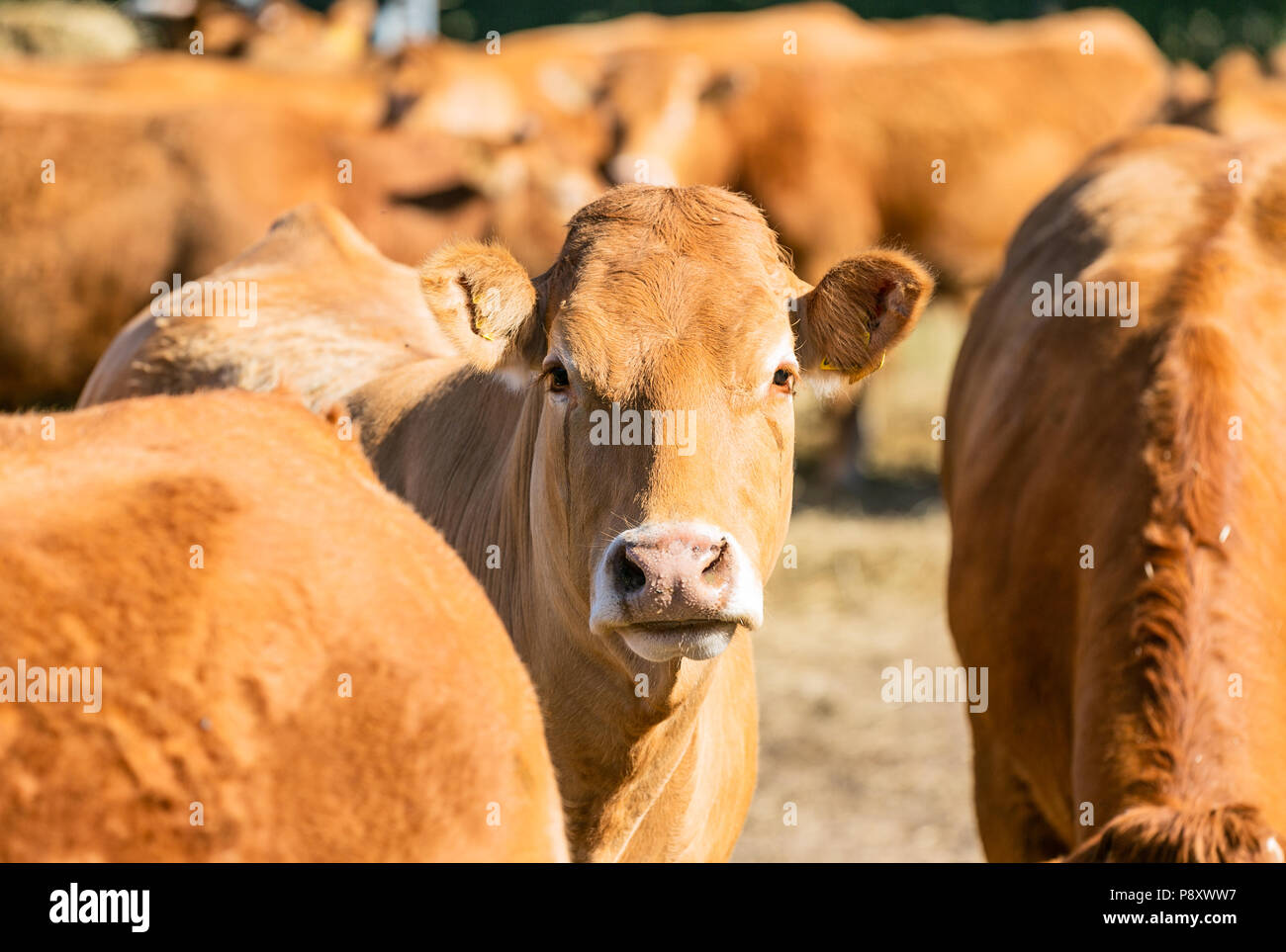 Cows at the farm. Outdoor.Cattle farm. Organic production. Milk and meat. Healthy cows. Bright summer day Stock Photo