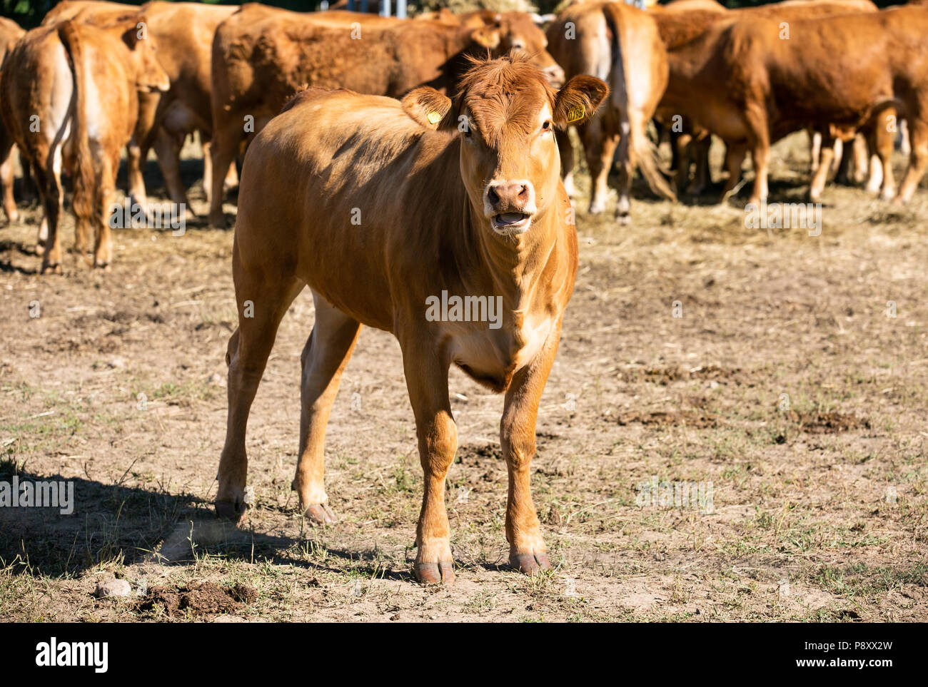 Cows at the farm. Outdoor.Cattle farm. Organic production. Milk and meat. Healthy cows. Bright summer day Stock Photo
