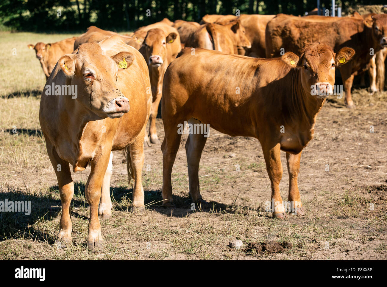 Cows at the farm. Outdoor.Cattle farm. Organic production. Milk and meat. Healthy cows. Bright summer day Stock Photo