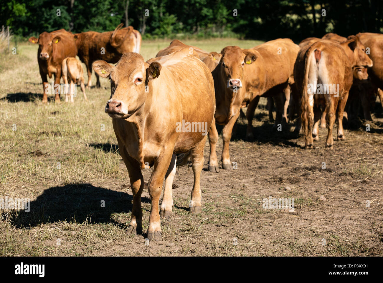 Cows at the farm. Outdoor.Cattle farm. Organic production. Milk and meat. Healthy cows. Bright summer day Stock Photo