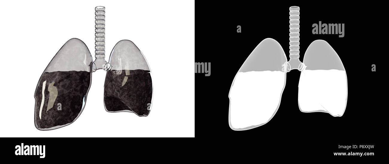 A 3D illustration of a glass lung with alpha to help in clipping Stock