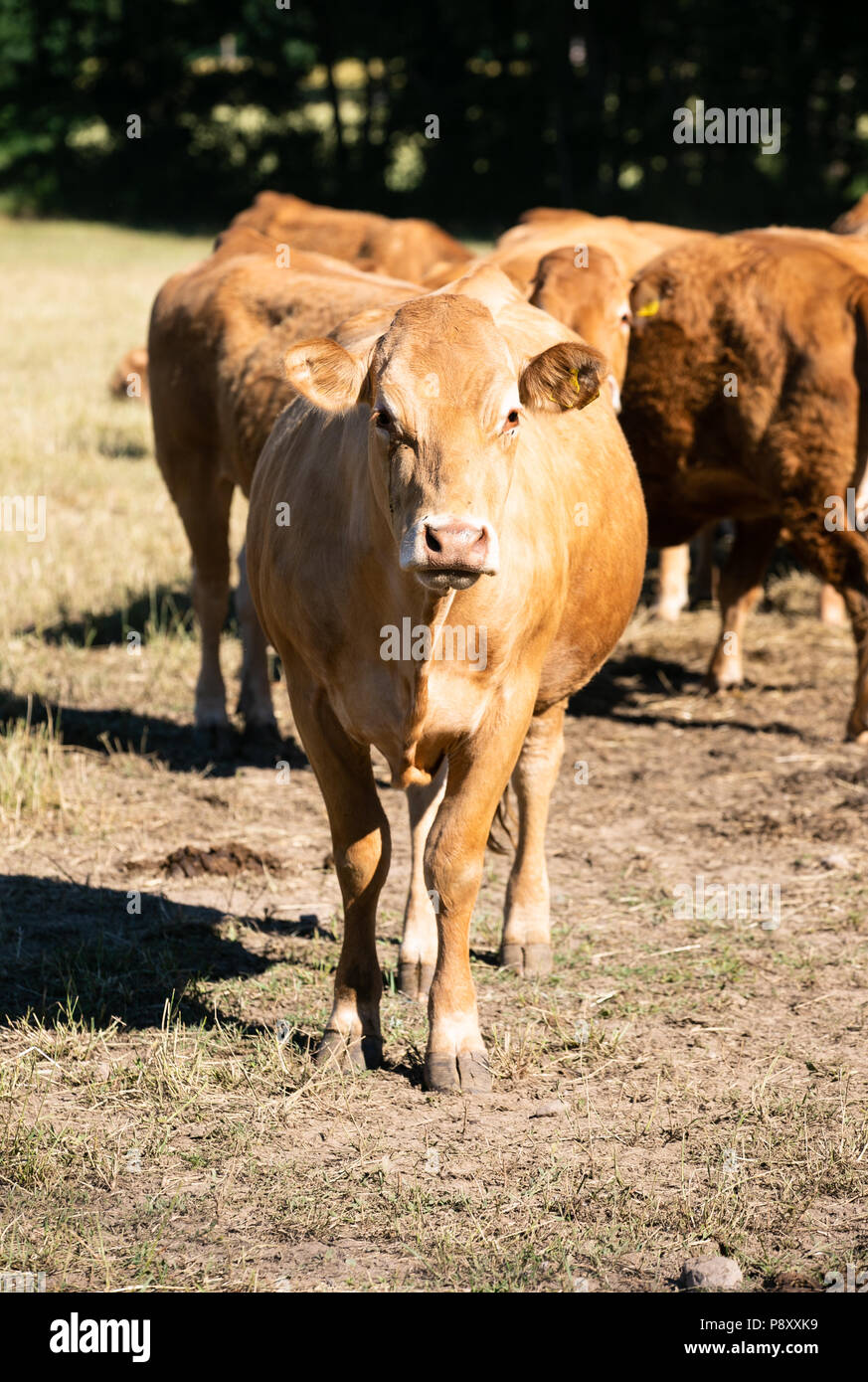 Cows at the farm. Outdoor.Cattle farm. Organic production. Milk and meat. Healthy cows. Bright summer day Stock Photo