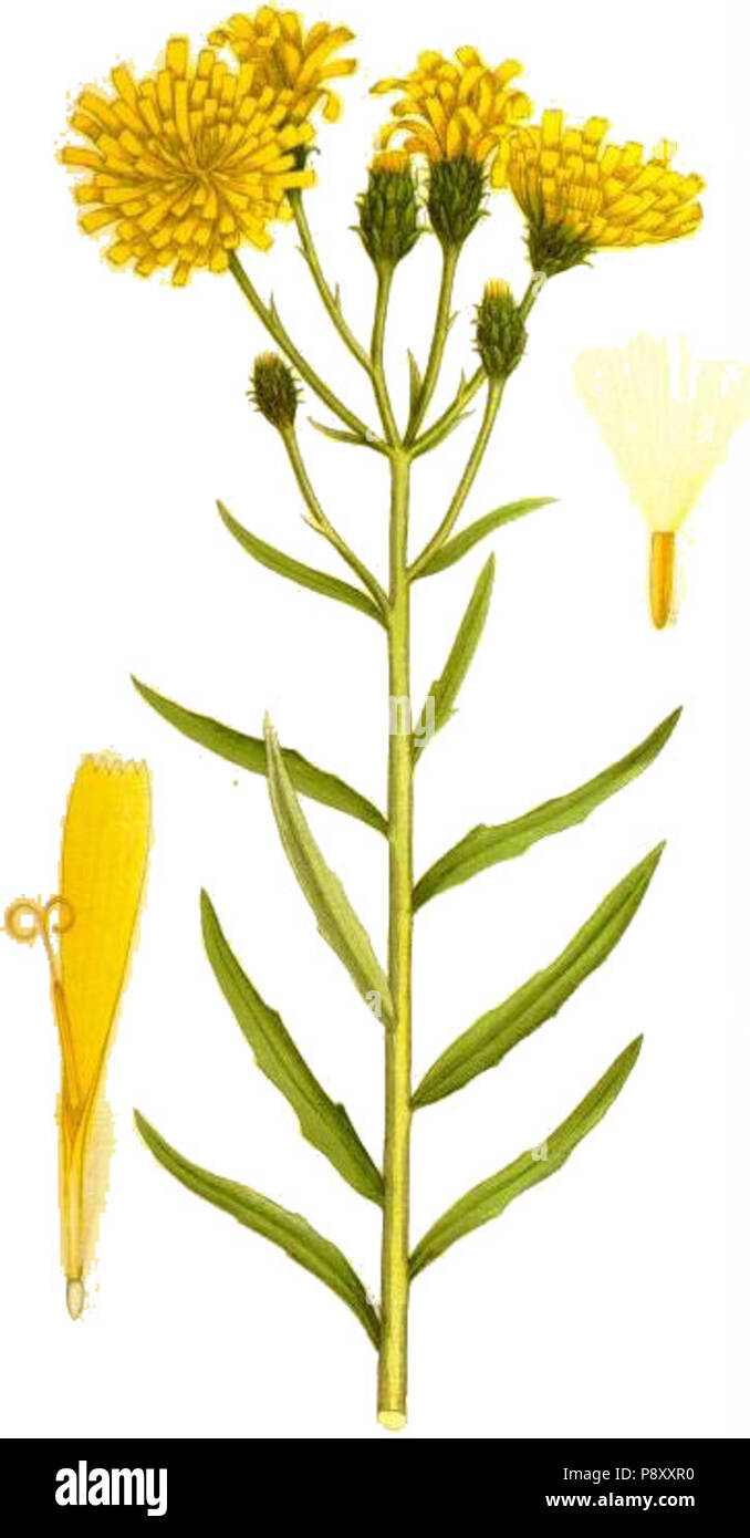 .   331 Hieracium umbellatum flockfibbla Stock Photo