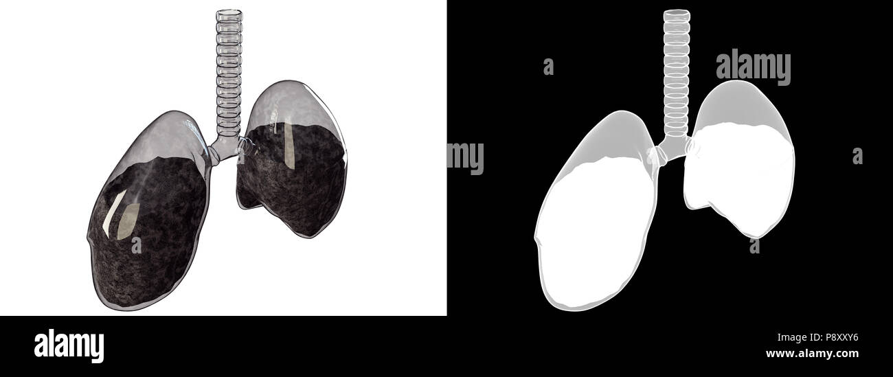 A 3D illustration of a glass lung with alpha to help in clipping Stock