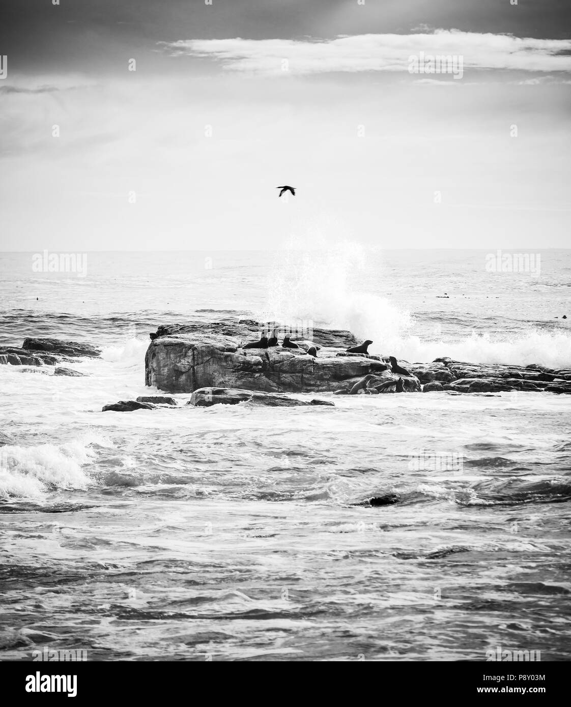 Seabirds and brown fur seals on island off the Cape of Good Hope, Cape Peninsula, South Africa in black and white Stock Photo