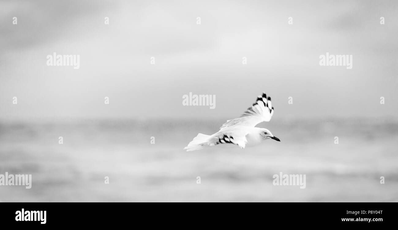 Beautiful seagull in flight over the ocean in black and white Stock Photo