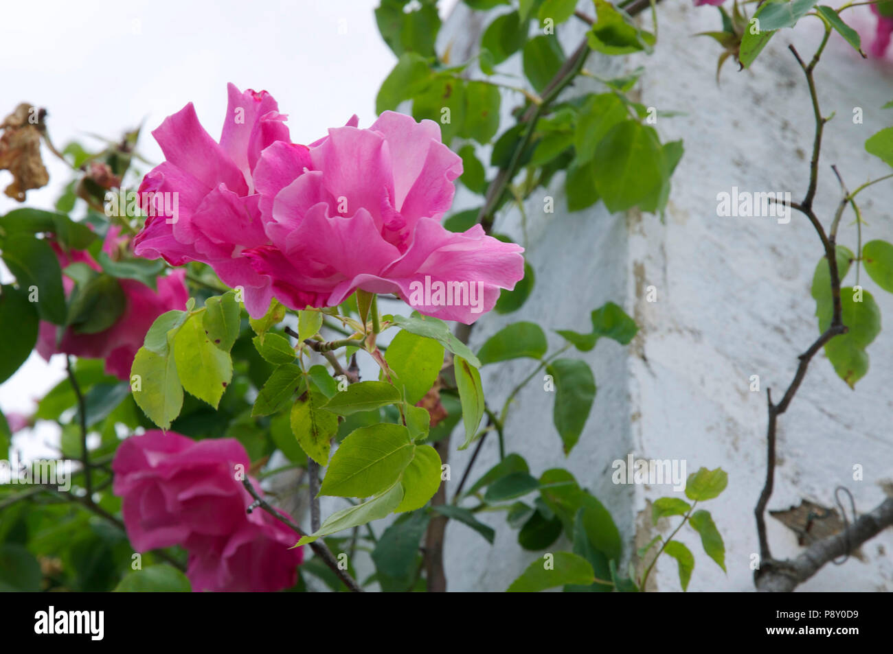 Single pink rose Stock Photo