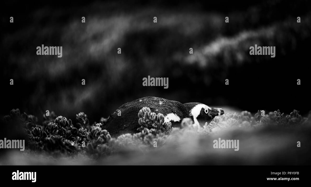 Shy African Penguin hiding amongst vegetation in Cape Peninsula, South Africa in black and white Stock Photo