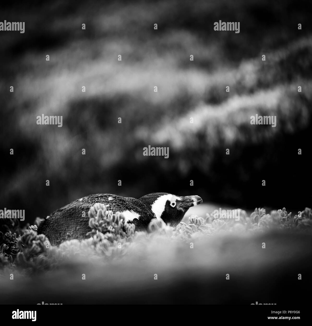 Shy African Penguin hiding amongst vegetation in Cape Peninsula, South Africa in black and white Stock Photo