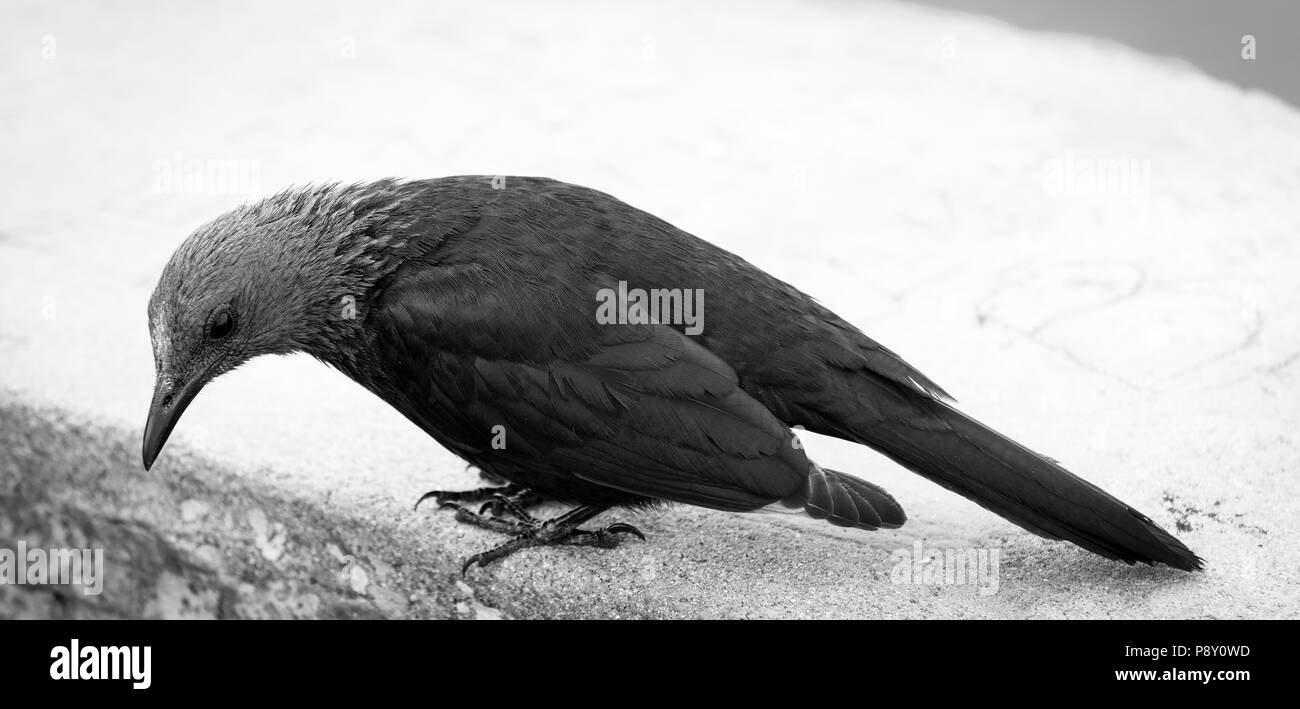 Dark blue black female Red-winged Starling in black and white Stock Photo