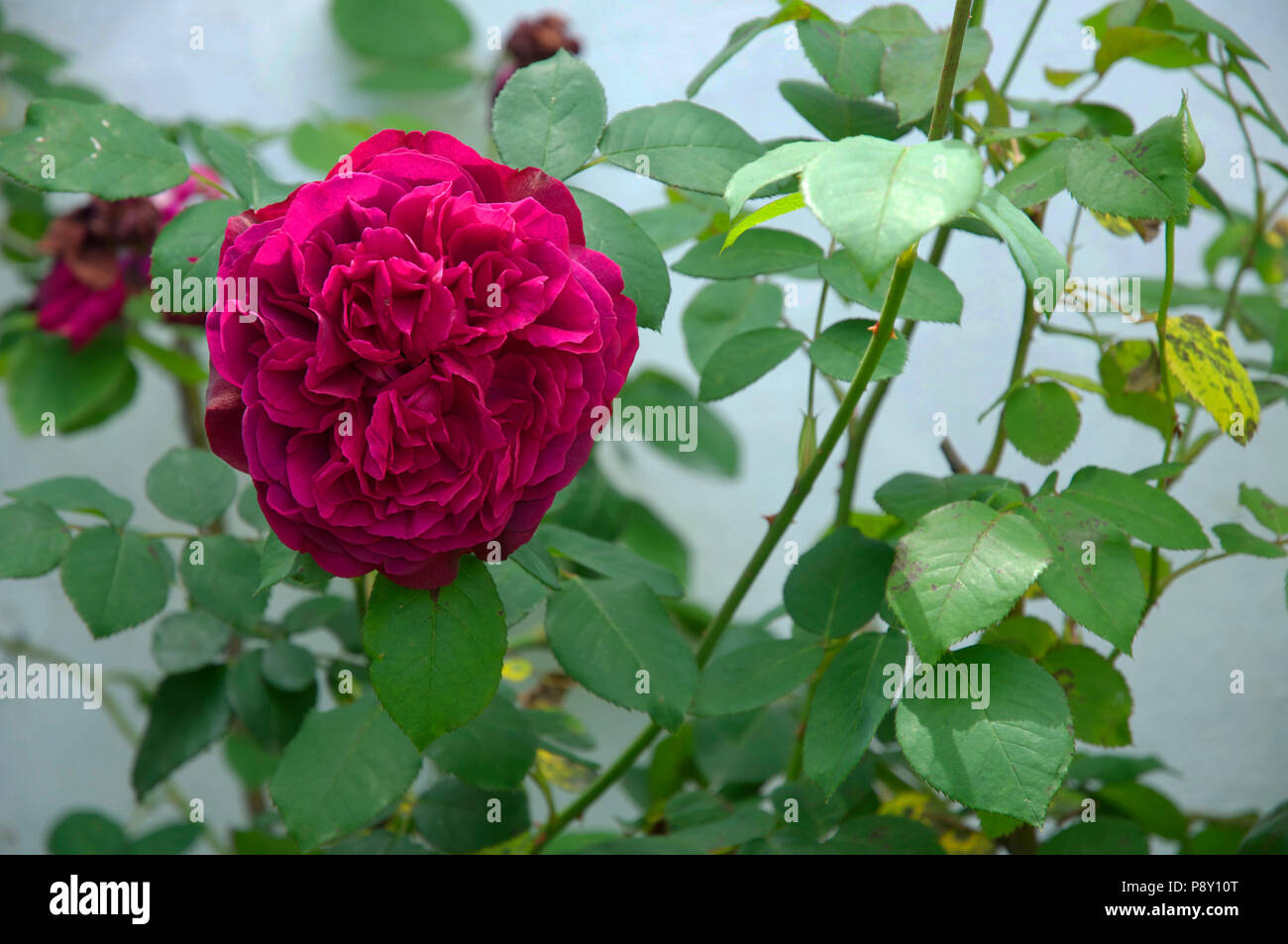 Full crimson rose Stock Photo - Alamy