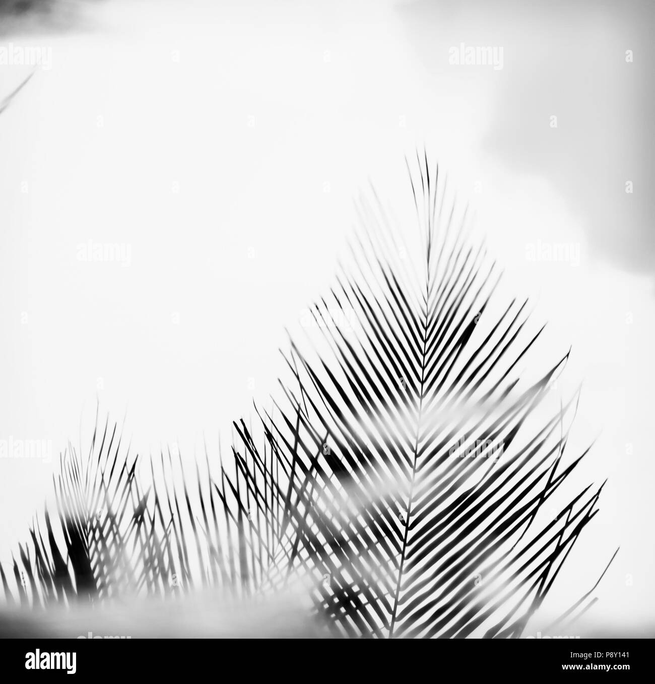 Palm tree fronds in hazy black and white Stock Photo - Alamy