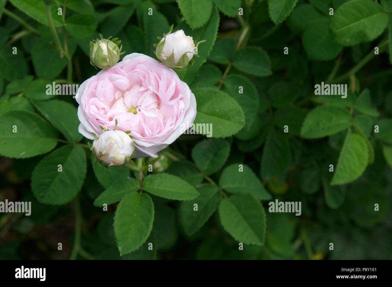 Pale pink double rose Stock Photo