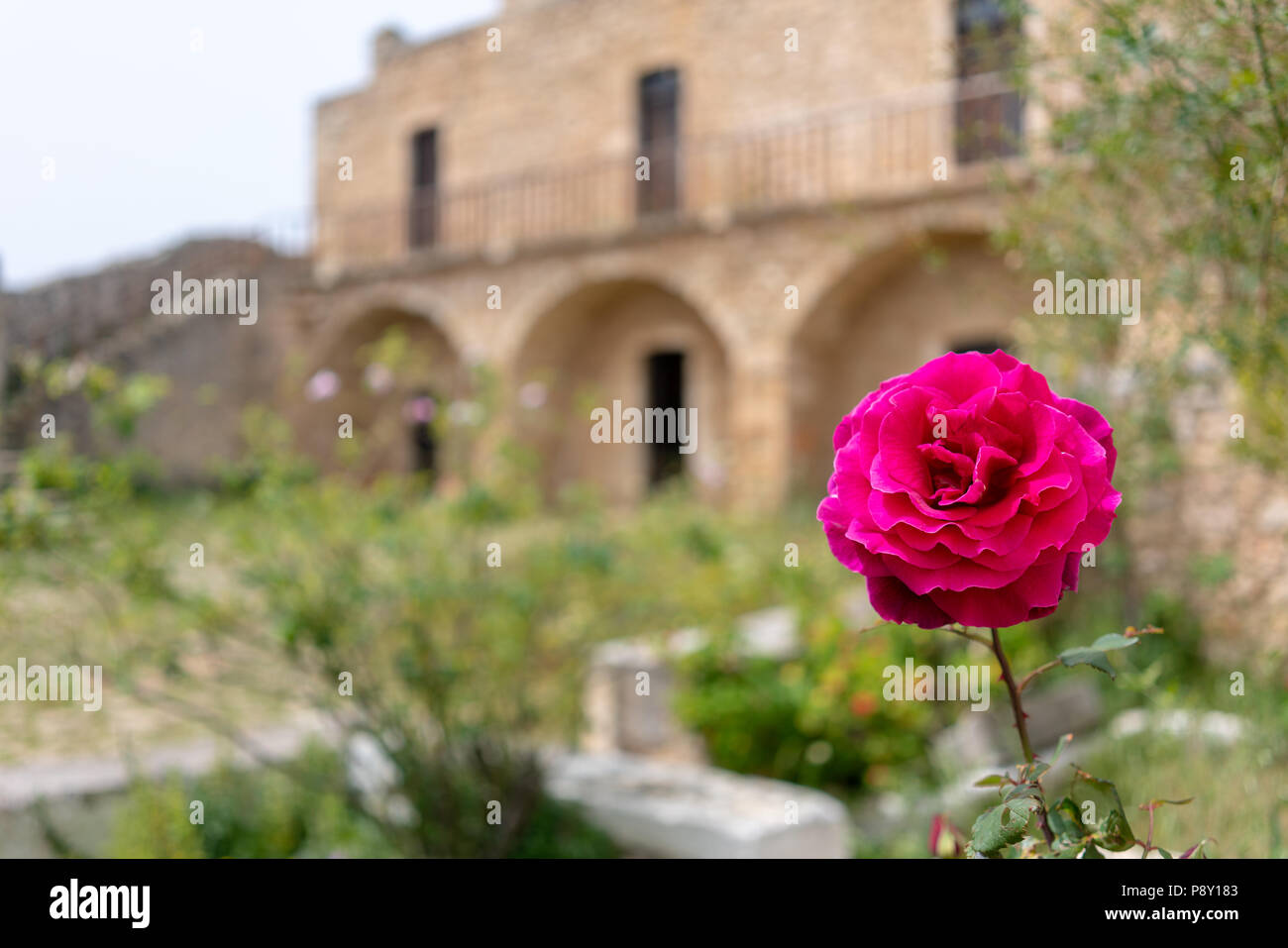 Cretan Rose High Resolution Stock Photography and Images - Alamy