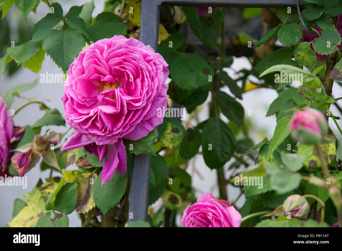 Shocking pink double rose Stock Photo
