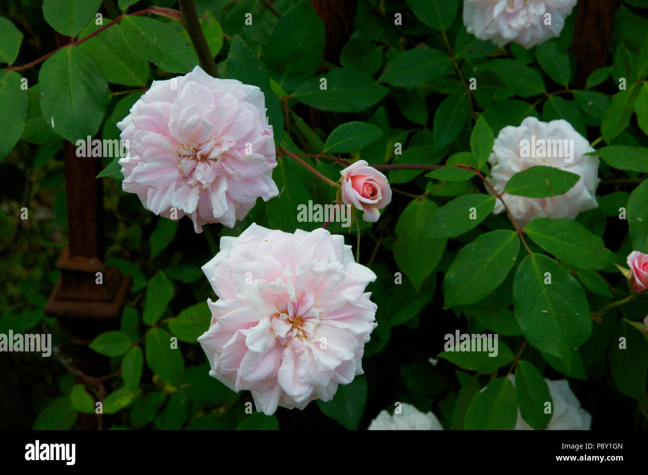 Pale pink 'Cecile Brunner' rose Stock Photo