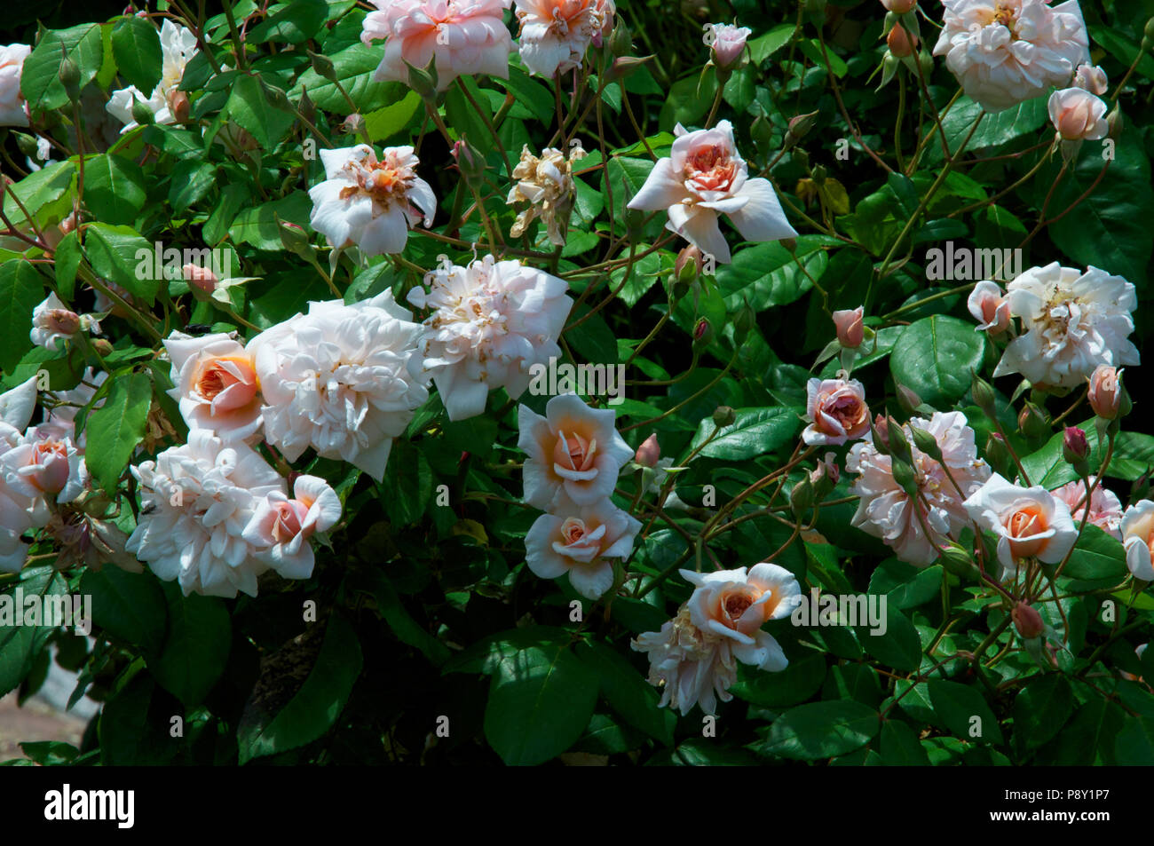 pale pink orange 'Cornelia' rose Stock Photo