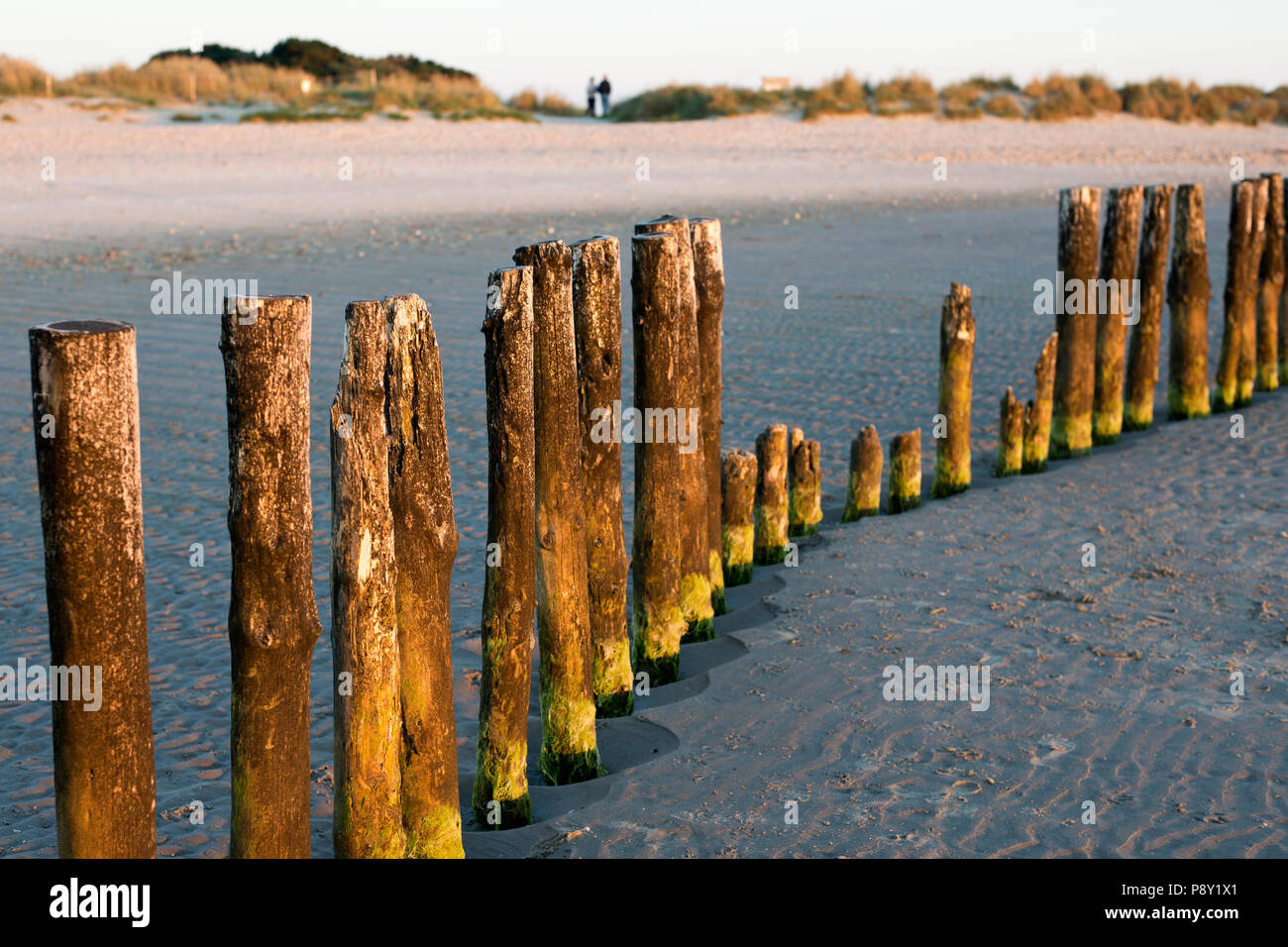 Groynes or wooden posts built to check beach erosion exposed at low tide West Wittering Beach