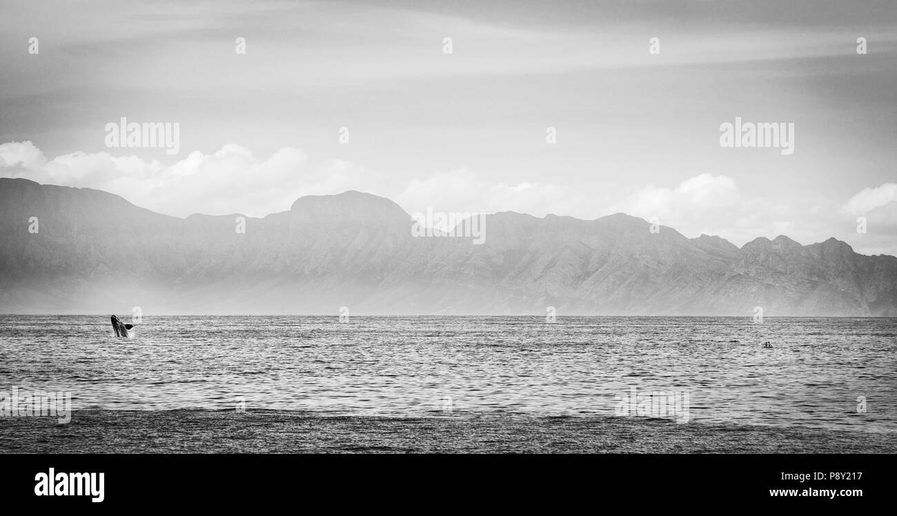 Panorama of Southern Right Whale breaching next to kayakers in Hermanus, South Africa in black and white Stock Photo
