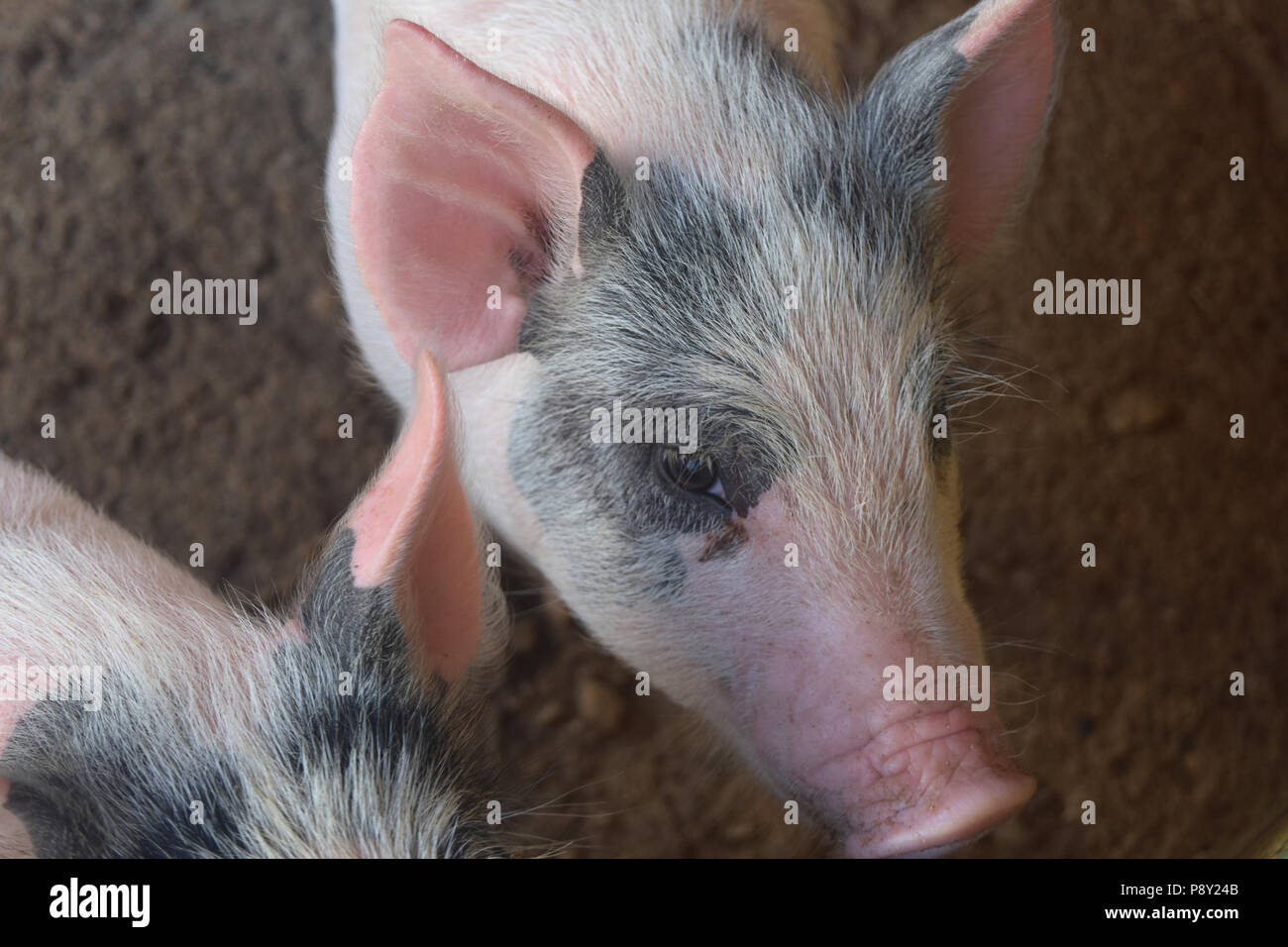 Pig with black and whtie patches on his face. Stock Photo