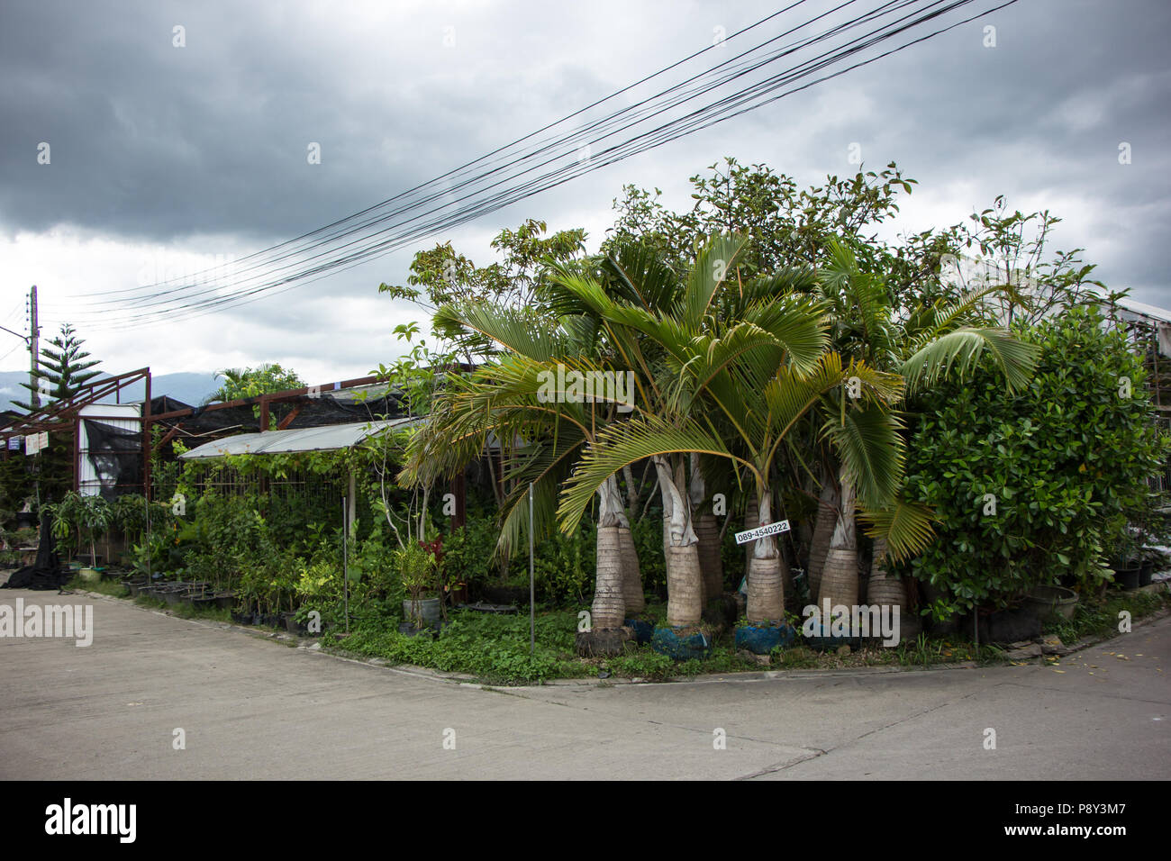 Chiangmai, Thailand July 13 2018 Kam Tieng Tree Market. Big Tree