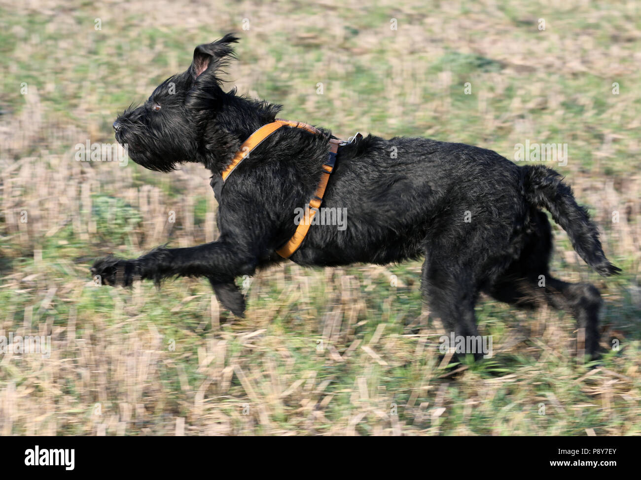 Neustadt (Dosse), Germany, Riesenschnauzer is running over a stubble field Stock Photo