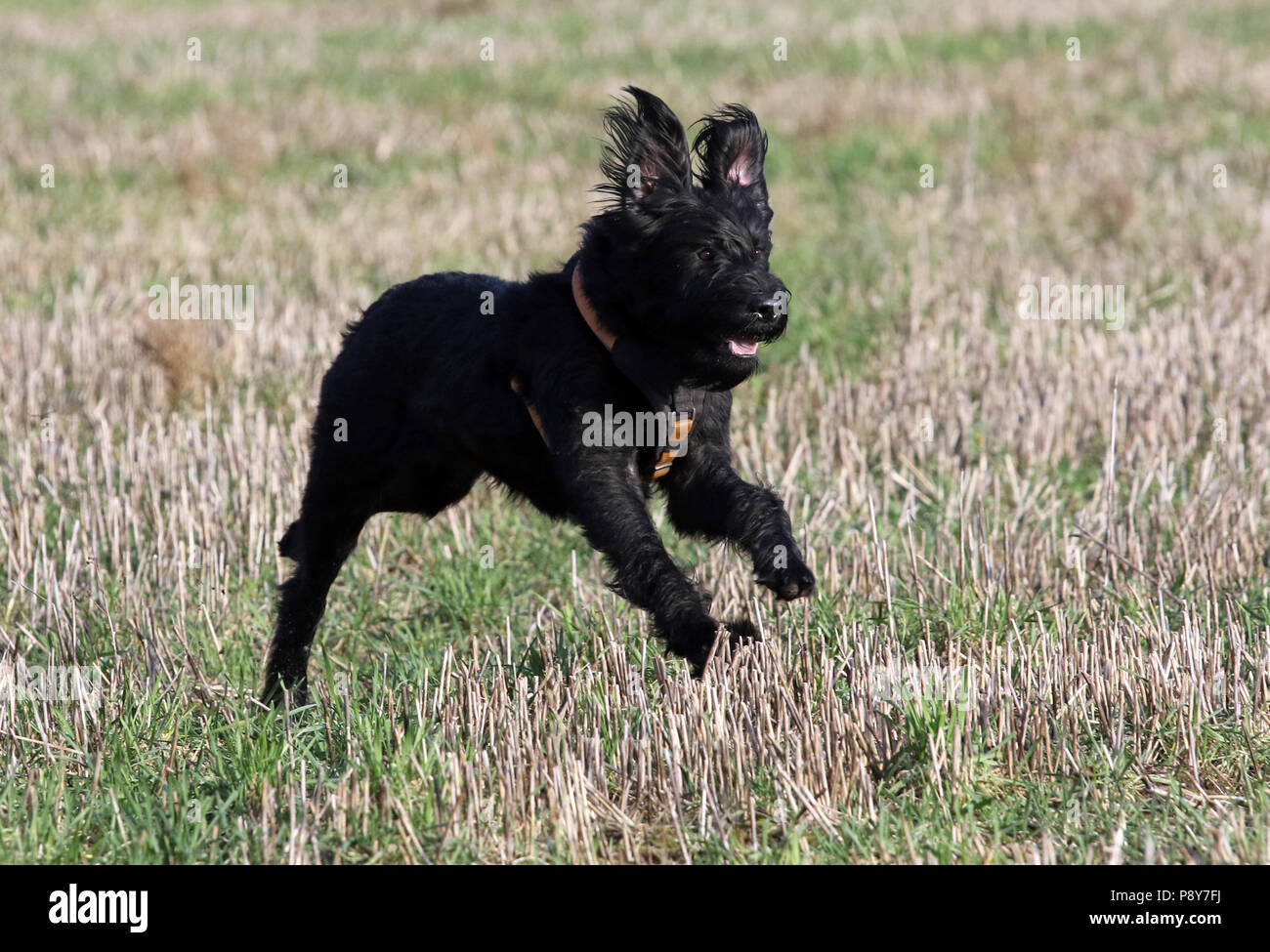 Neustadt (Dosse), Germany, Riesenschnauzer is running over a stubble field Stock Photo