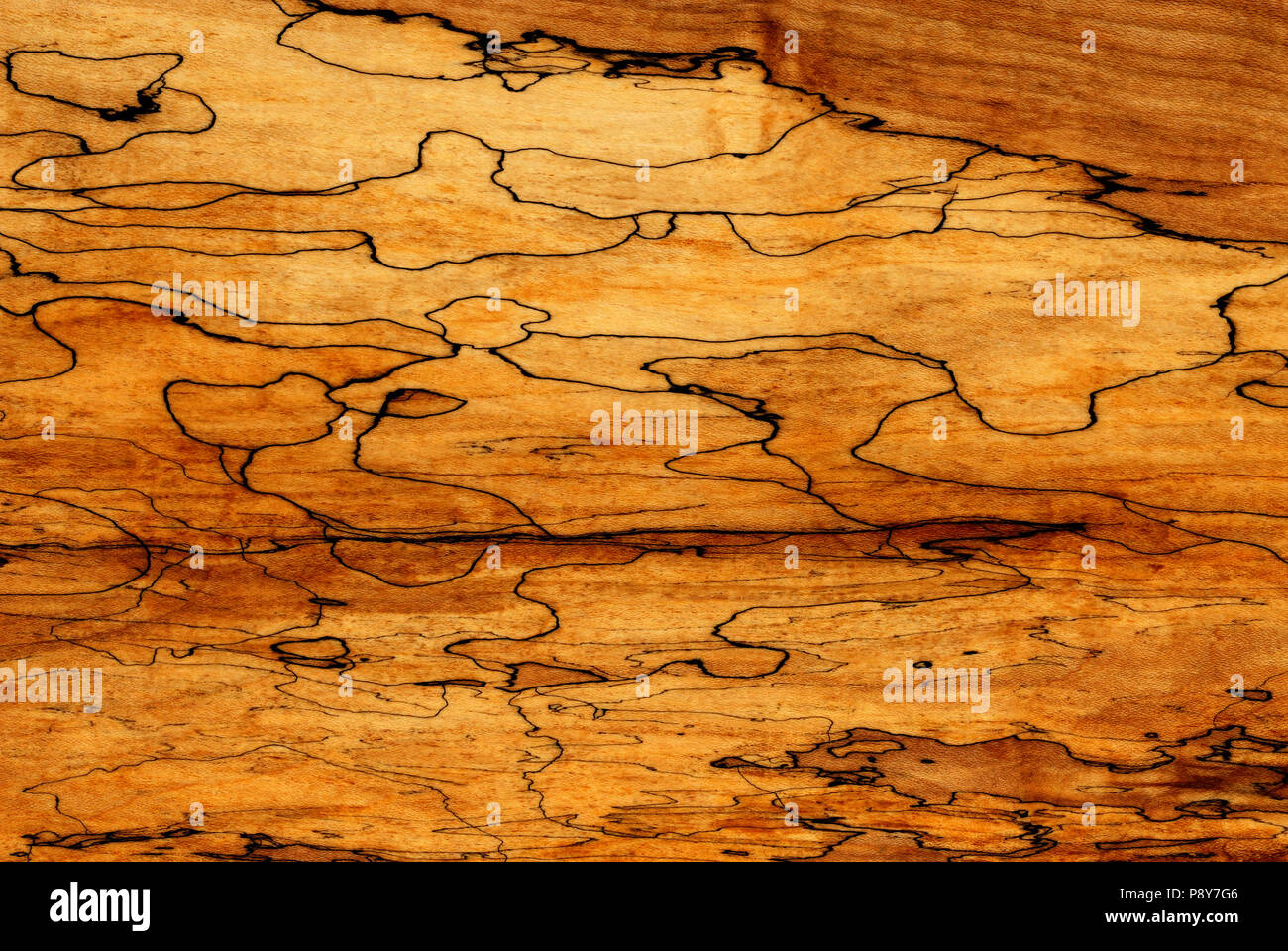 Spalted Pattern On Sugar Maple (Acer saccharum) and Wood Grain. Spalting refers to coloration created by fungi. Stock Photo