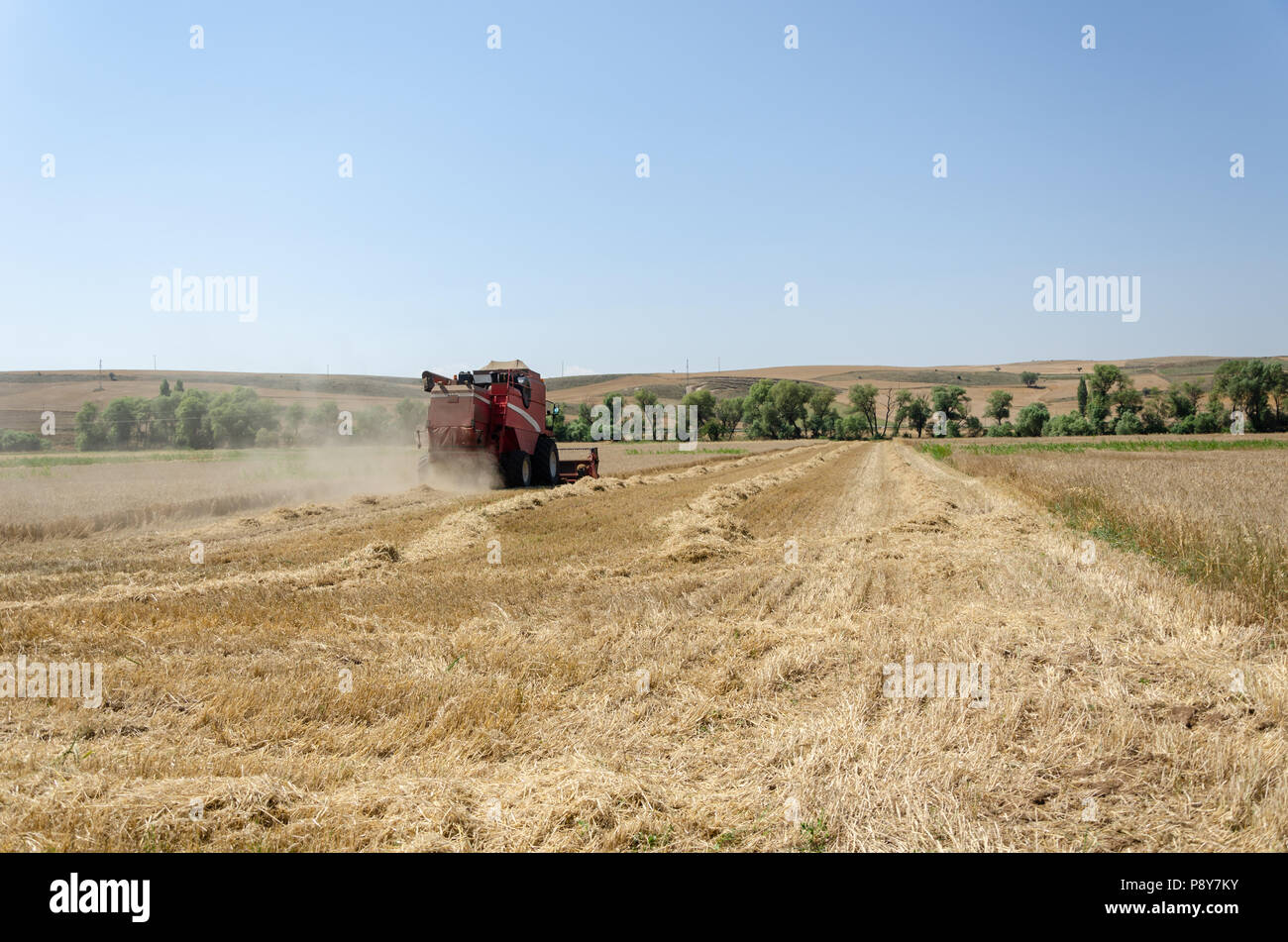 The harvester is harvesting the wheat field in summer Stock Photo - Alamy