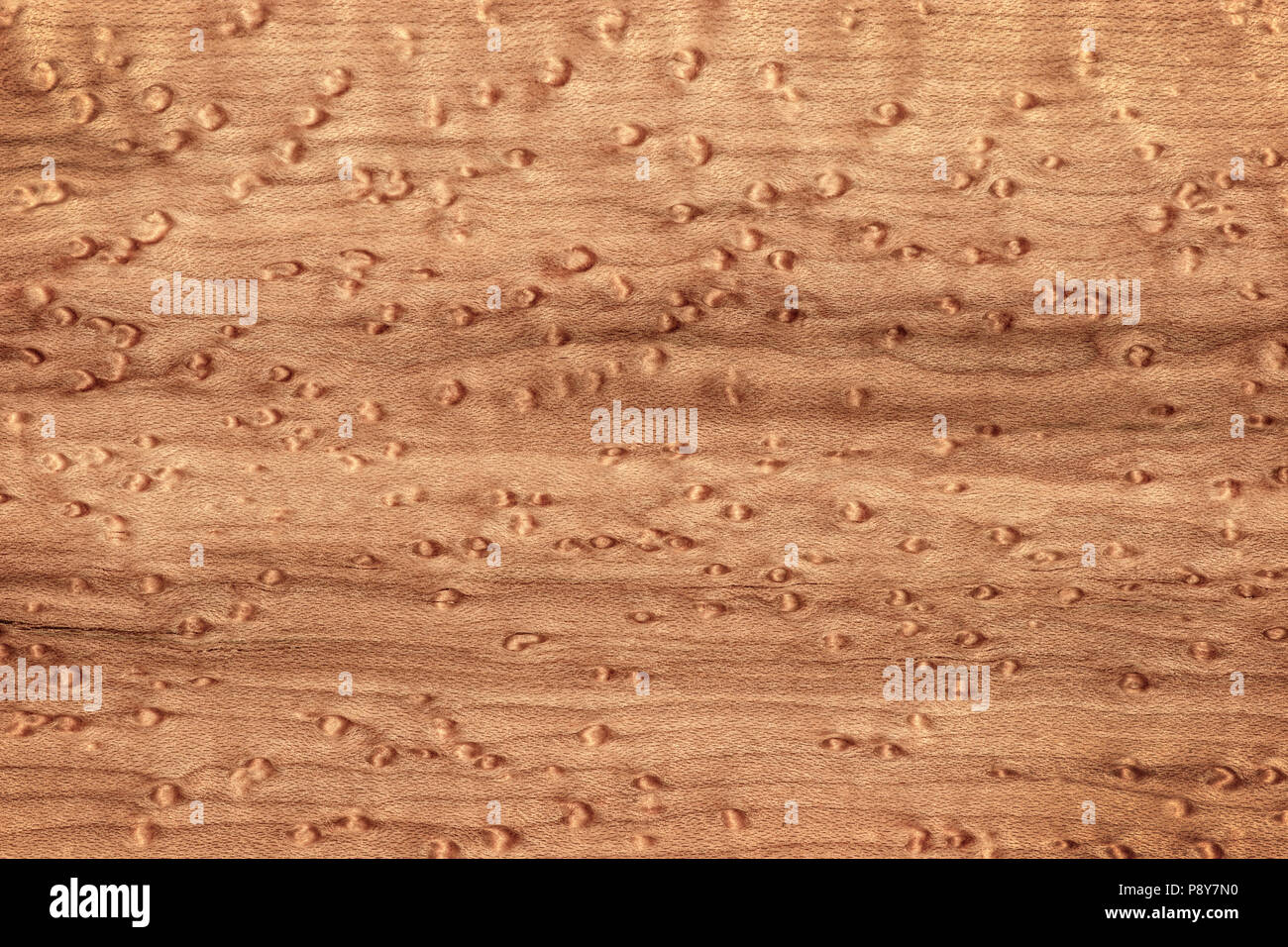 Birds-eye Pattern On Sugar Maple Wood Abstract In Nature Stock Photo