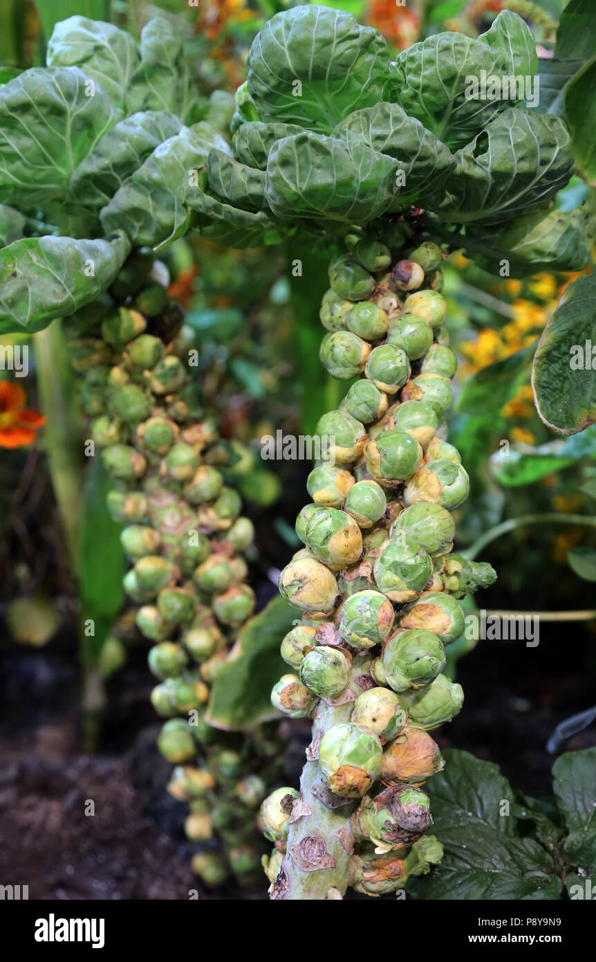 Berlin, Germany, Brussels sprouts Stock Photo