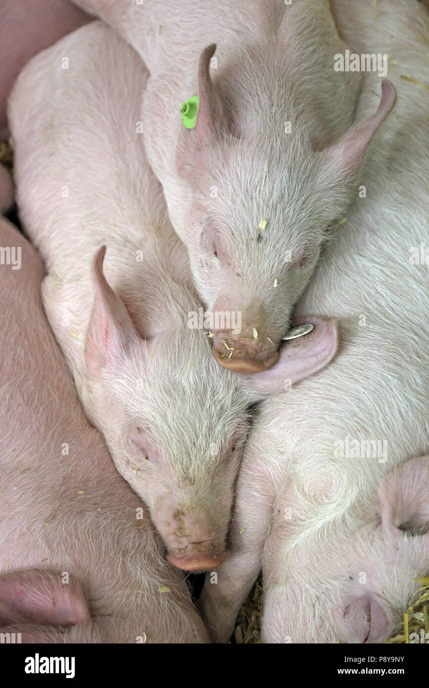 Berlin, Germany, piglets sleep in the straw Stock Photo