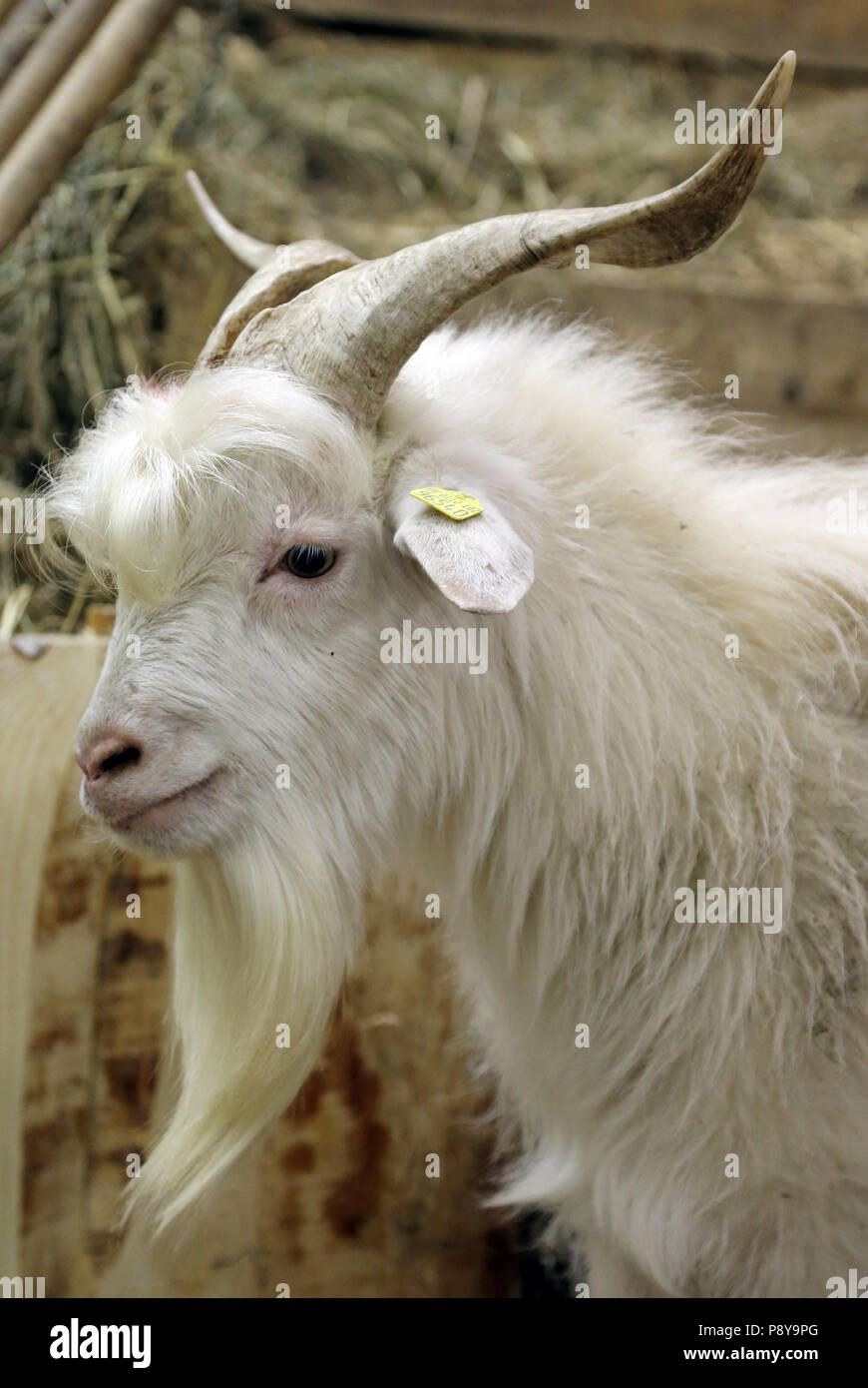 Berlin, Germany, cashmere goat Stock Photo