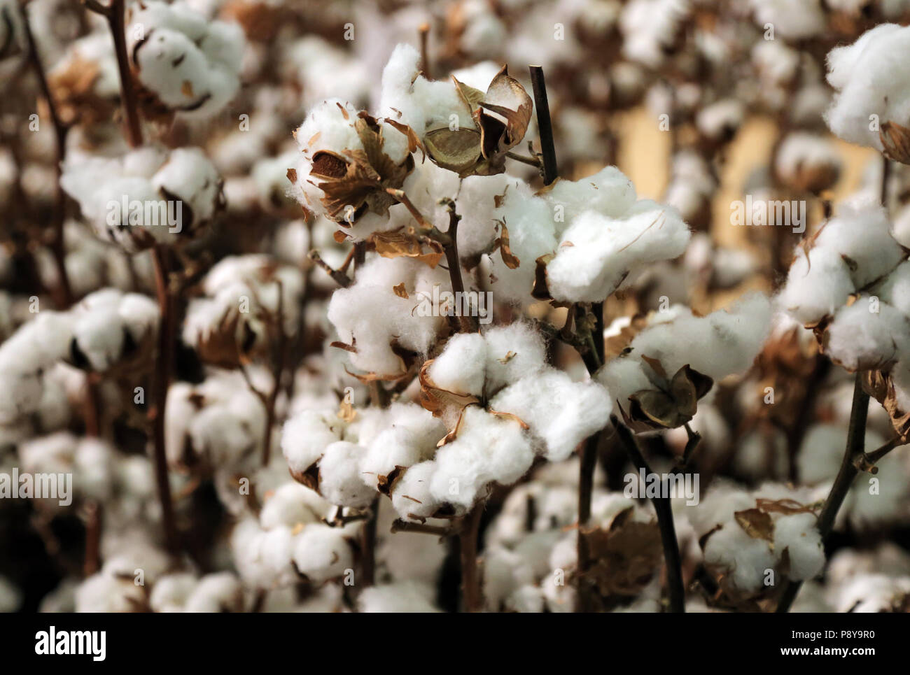 Berlin, Germany, cotton plants Stock Photo Alamy
