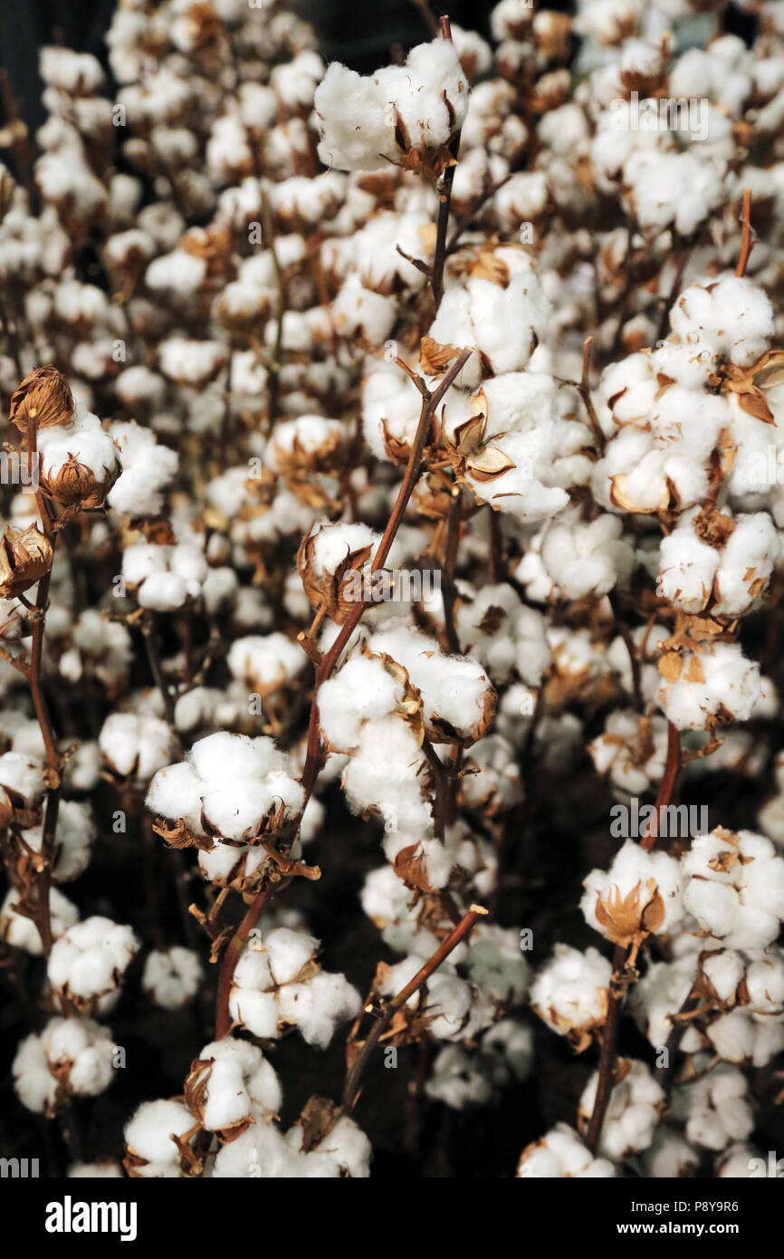 Berlin, Germany, cotton plants Stock Photo