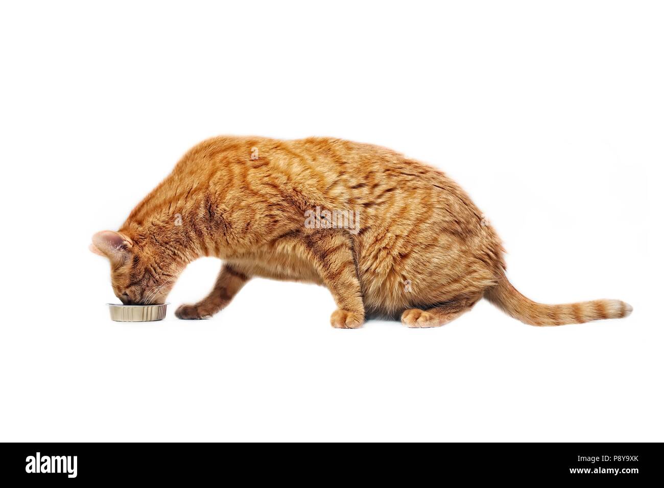 Ginger cat eating out of a food dish Side view isolated on white Stock