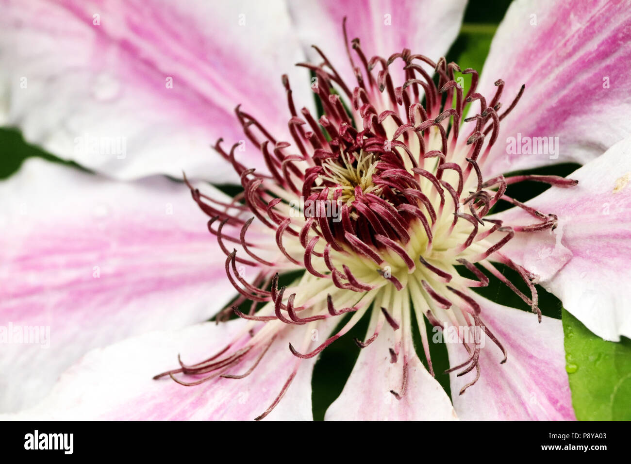 Flowers in Devon Stock Photo Alamy