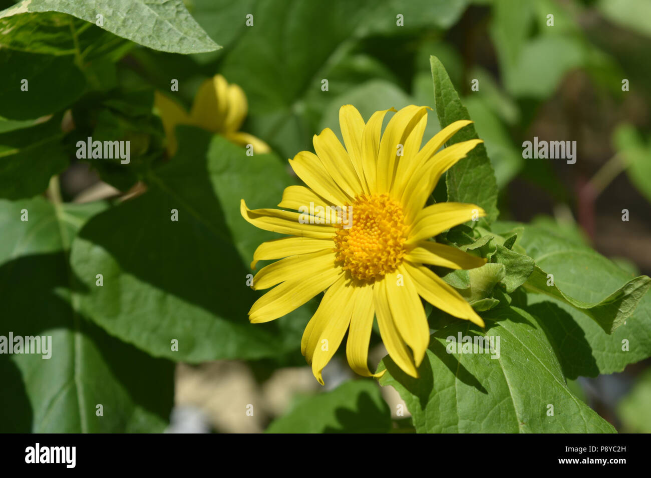 Download Beautiful Flower With Lush Yellow Petals Stock Photo Alamy PSD Mockup Templates