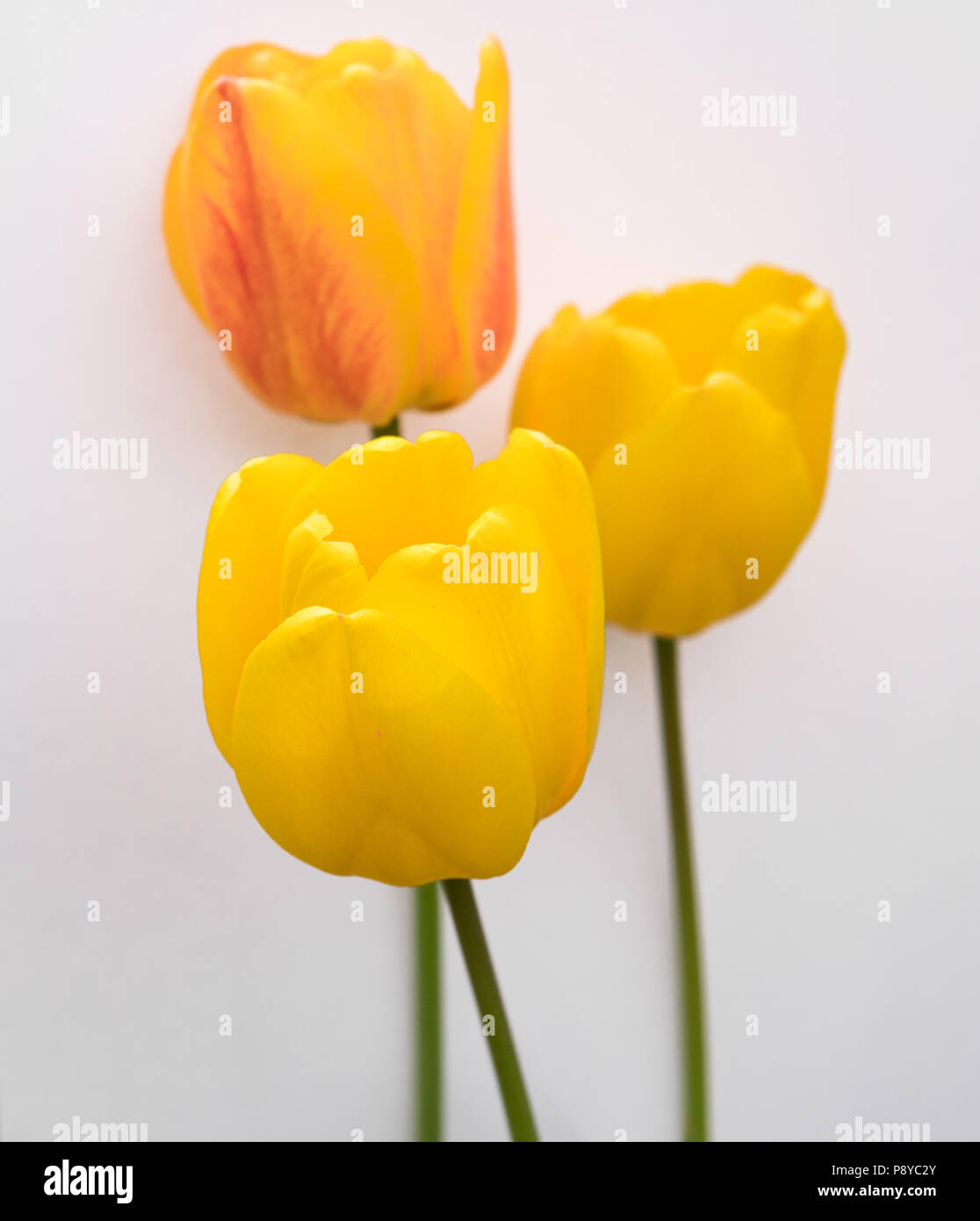flowers of yellow tulips isolated over white background Stock Photo - Alamy