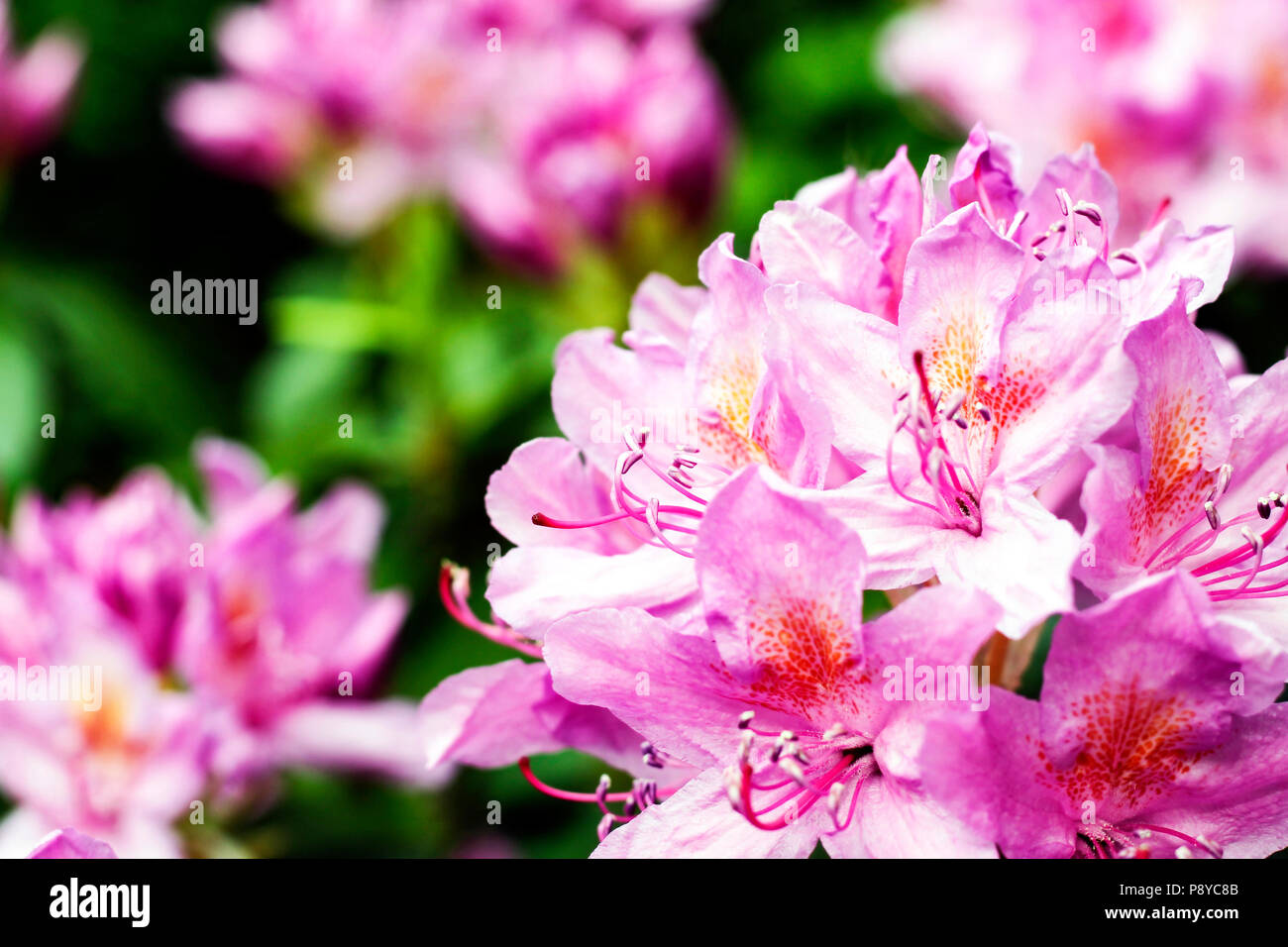 Flowers in Devon Stock Photo Alamy